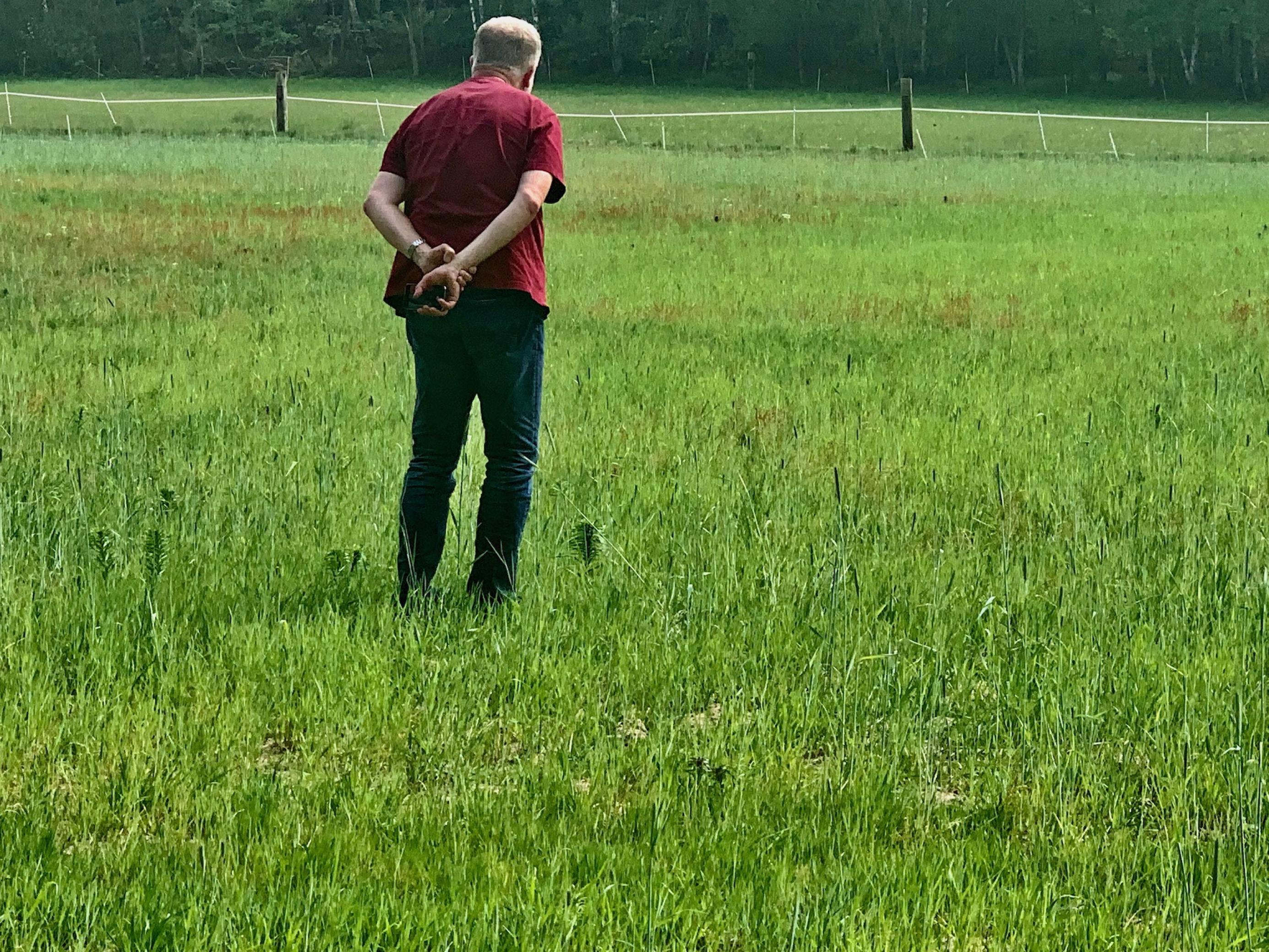 Mann im roten T-Shirt, von hinten gesehen, auf einer mit knöchelhohem, noch grünen Getreide bewachsenen Feld