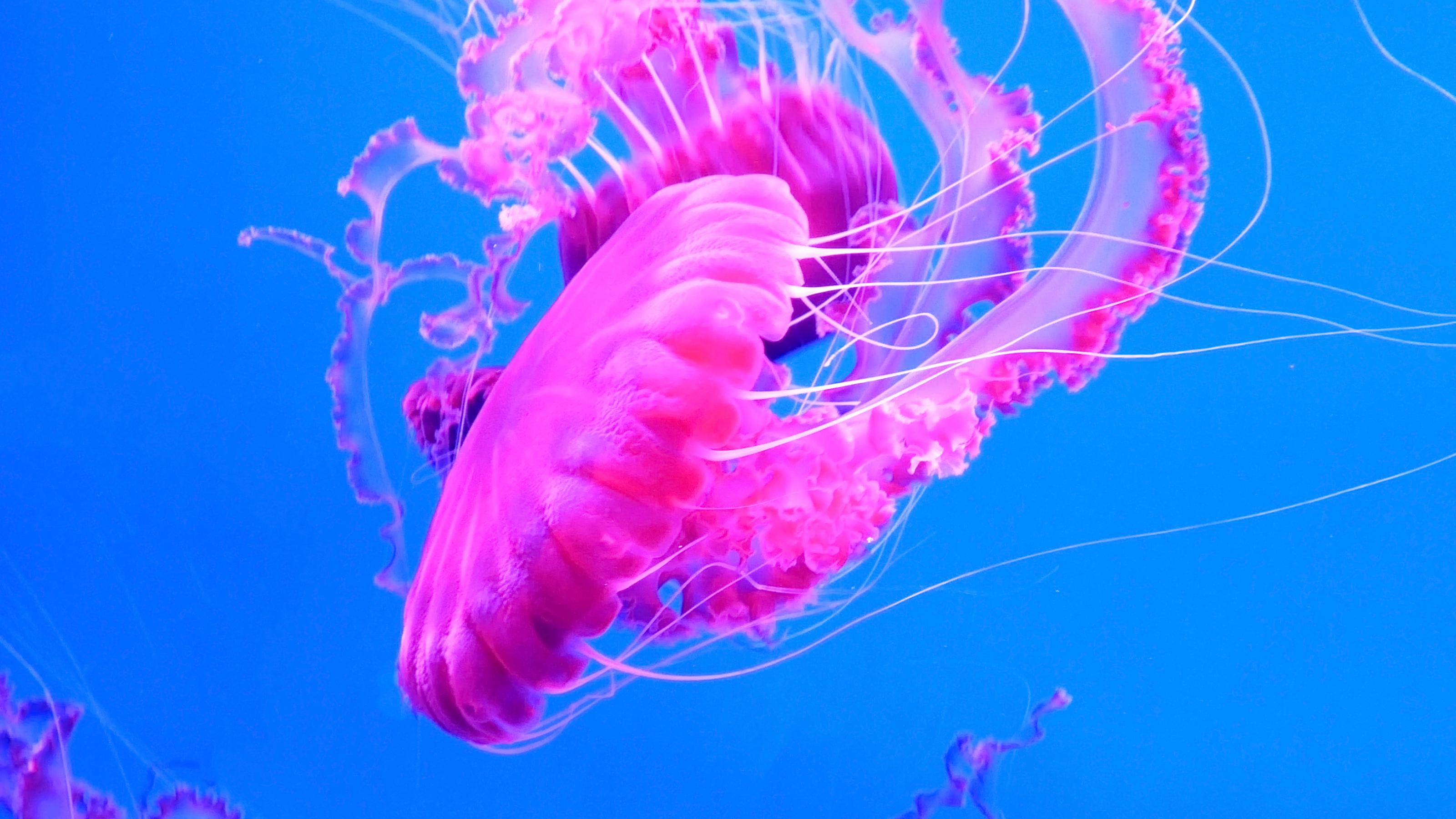 pink jellyfish swims in blue ocean sea, dangerous poisonous jellyfish Pelagia Noctiluca (Acalefo luminiscenta), Tenerife, Canary Island