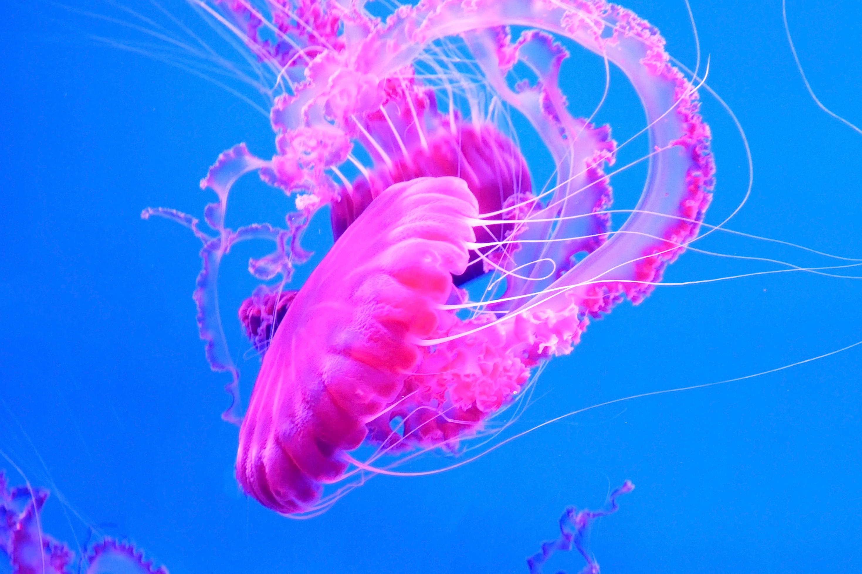 pink jellyfish swims in blue ocean sea, dangerous poisonous jellyfish Pelagia Noctiluca (Acalefo luminiscenta), Tenerife, Canary Island