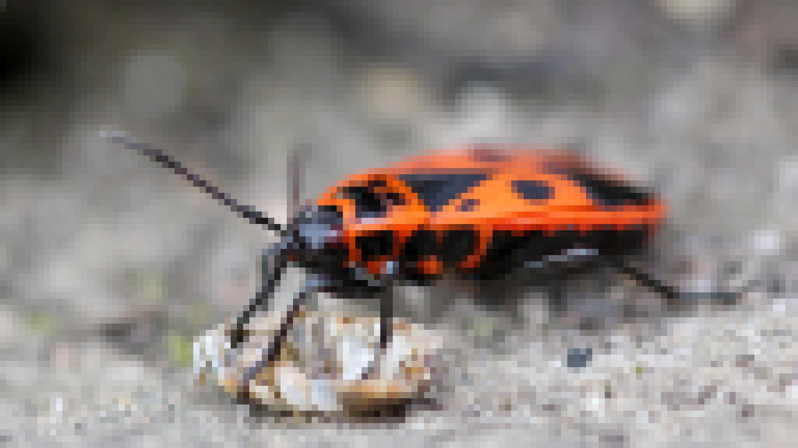 Ein rot-schwarz gezeichnetes Insekt saugt an der fast leeren Hülle einer Assel