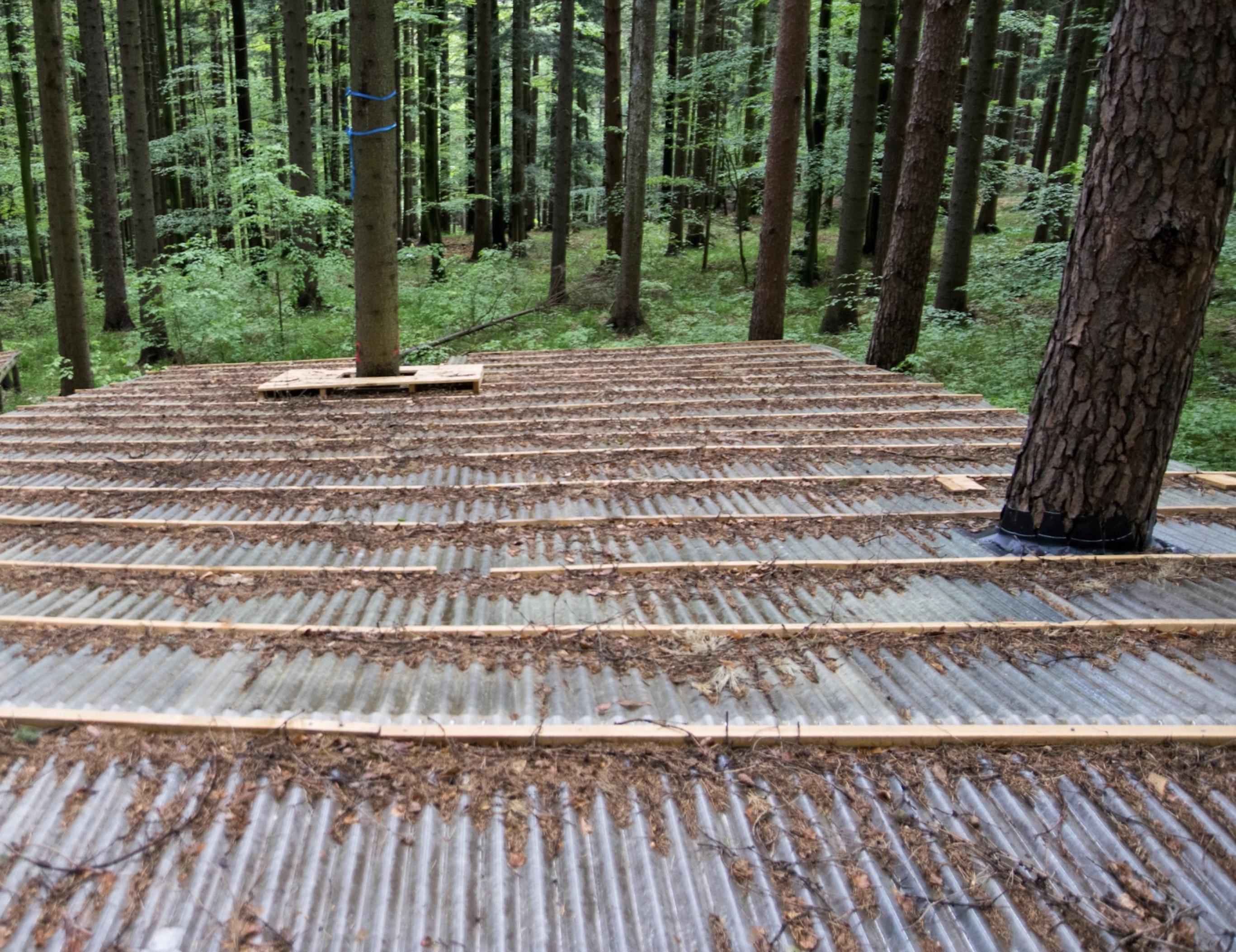 Aus Holz konstruierte Dächer sind um einen Bestand an Fichten angebracht. Sie sollen verhindern, dass das Regenwasser in den Boden sickert.