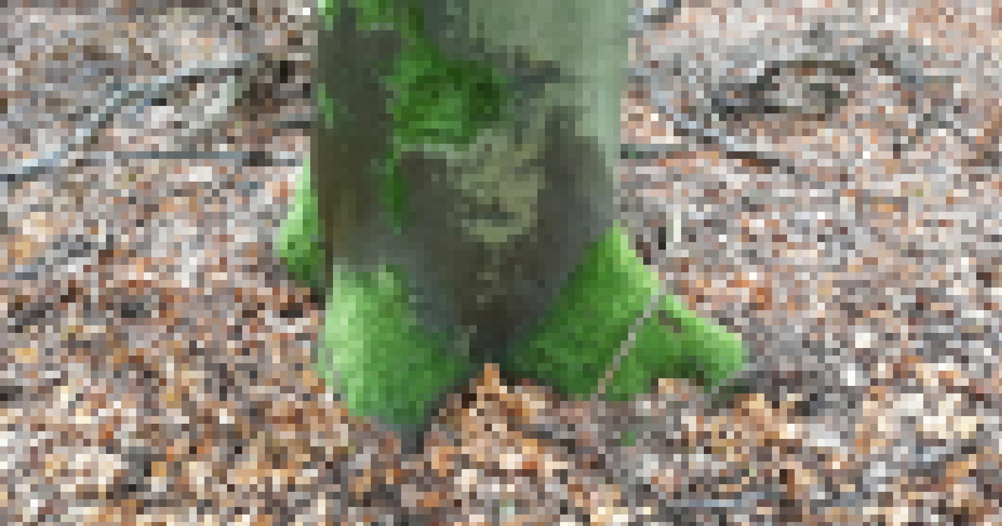 ein Baumstamm mit Moos, das darauf wächst [AI]