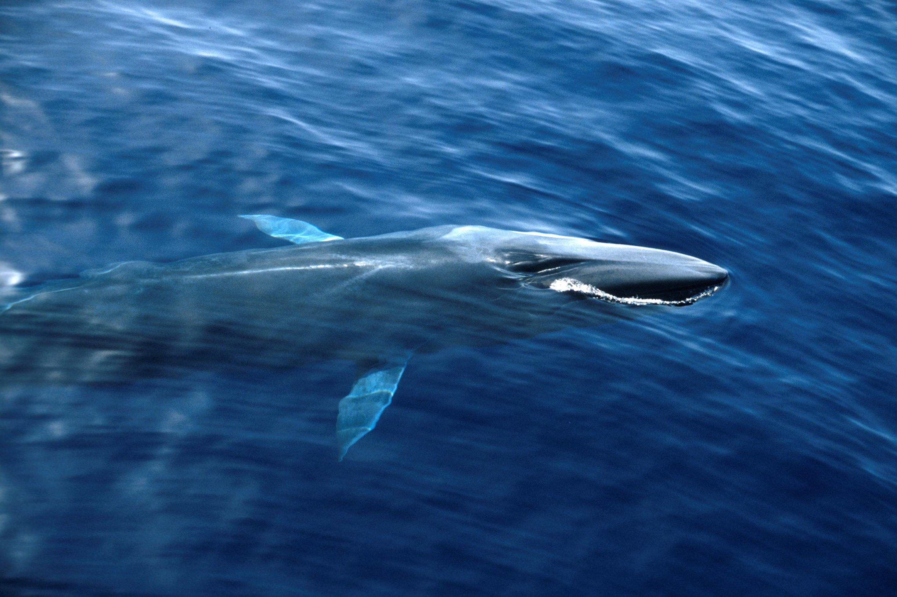 Blick von oben: Ein schlanker großer Wal taucht aus dem Ozean auf und zerschneidet mit seinem Kopf die Wasseroberfläche.