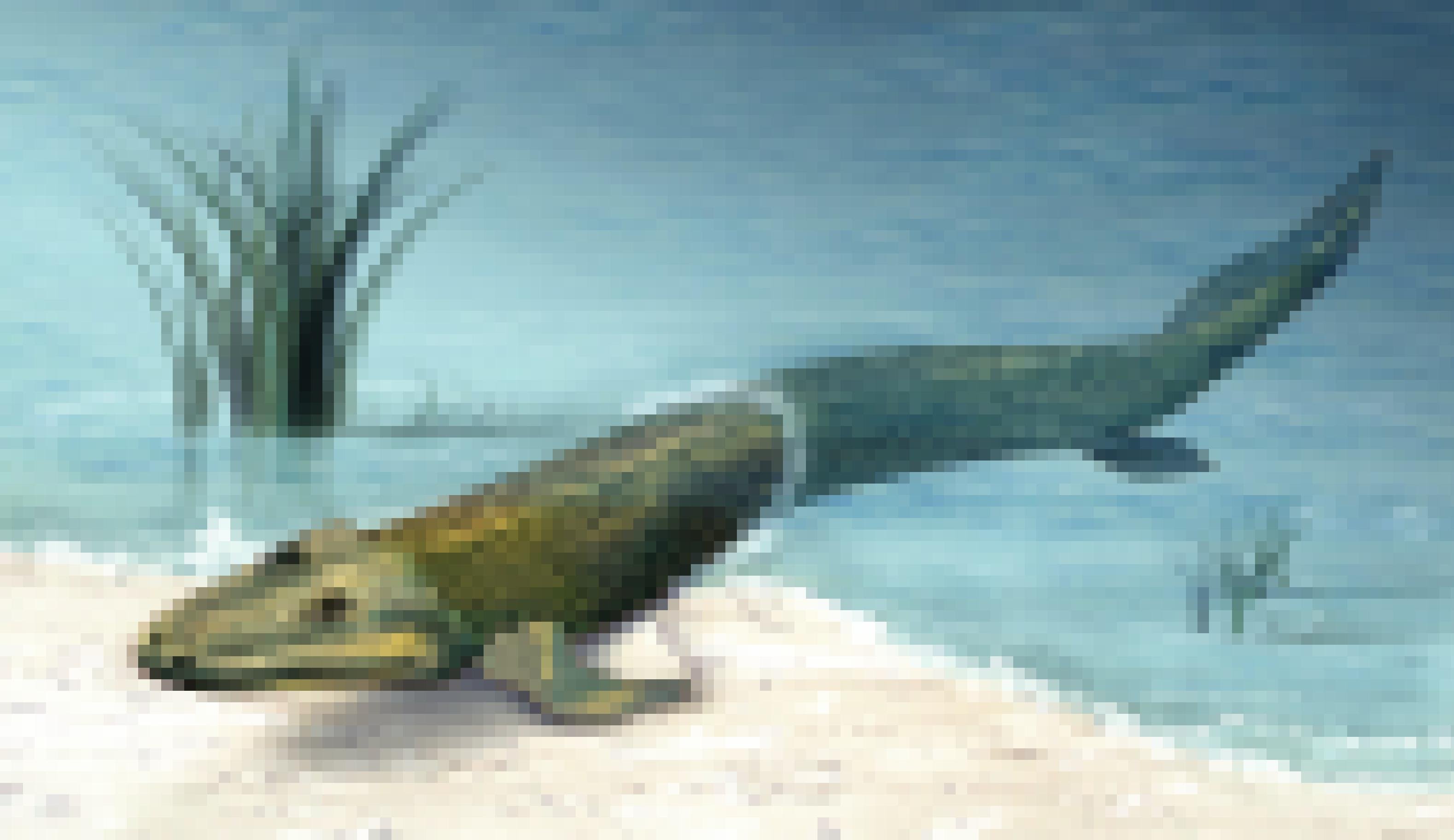 Die Illustration zeigt am flachen Ufer eines Gewässers einen urtümlichen Fisch, dessen Kopf ein wenig an ein Krokodil erinnert. Der Schwanz des Tieres befindet sich noch im blauen Wasser, der vordere Teil des Körpers ruht auf dem sandigen Boden. Dabei stützt sich der Fisch mit seinen kräftigen, beinähnlichen Flossen auf.