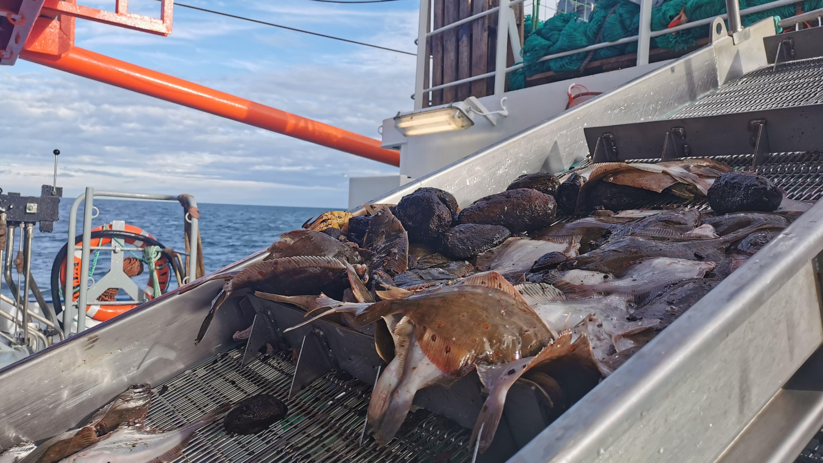 Die Erkennung von Fischen auf einem Steigband ist alles andere als einfach.