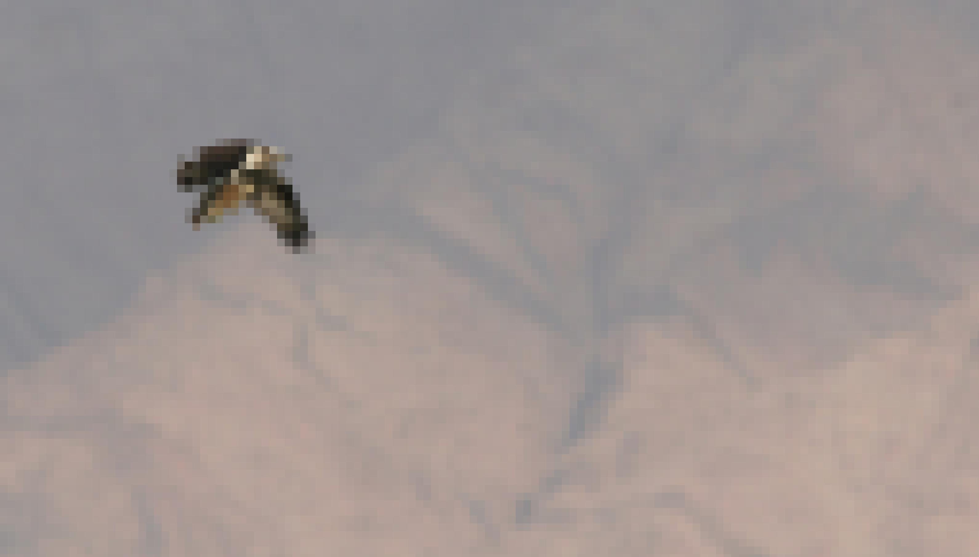 Ein Fischadler fliegt mit einem großen Fisch längs in den Krallen von rechts nach links vor dem Hintergrund eines Bergs.