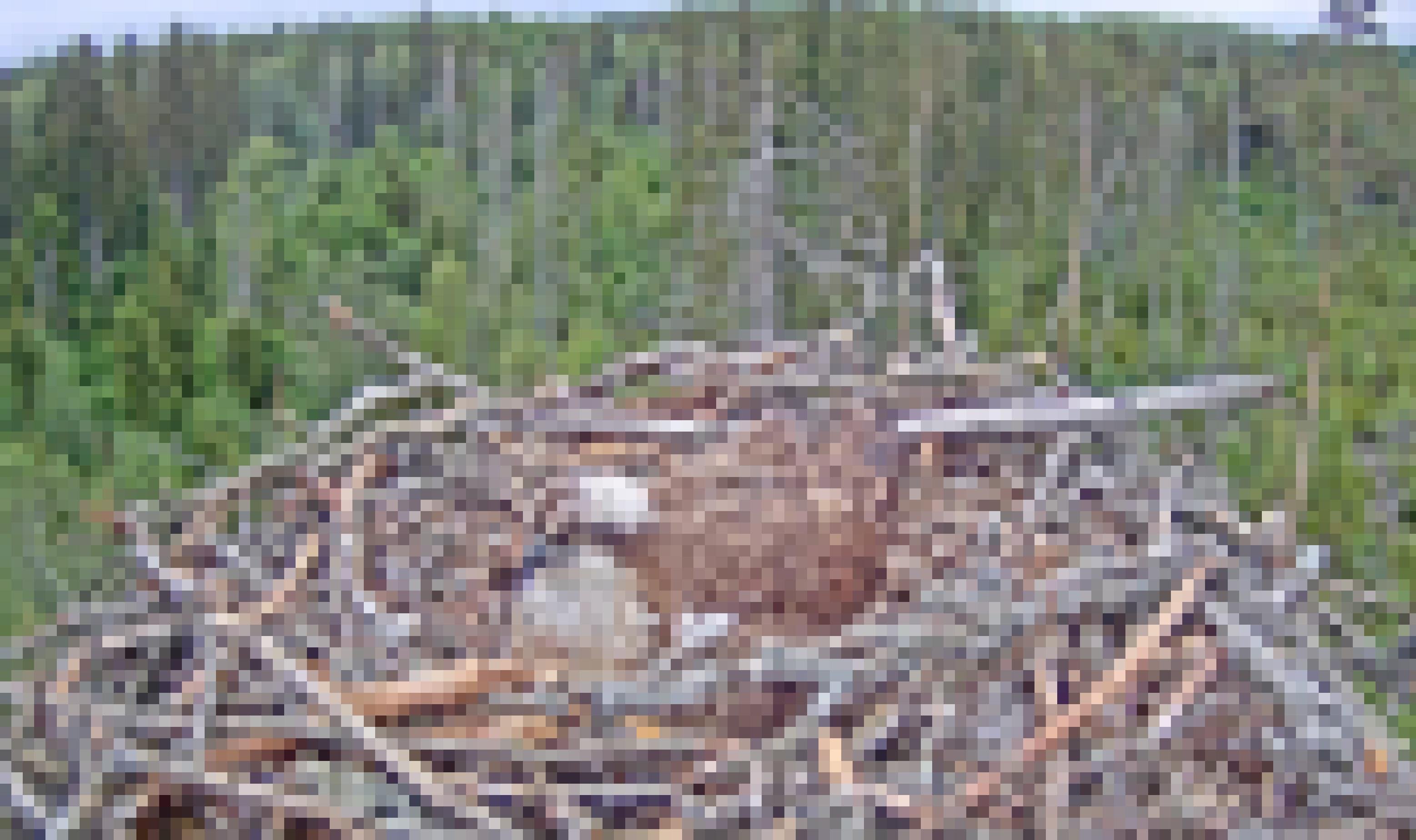 Ein Fischadler sitzt auf seinem Nest.