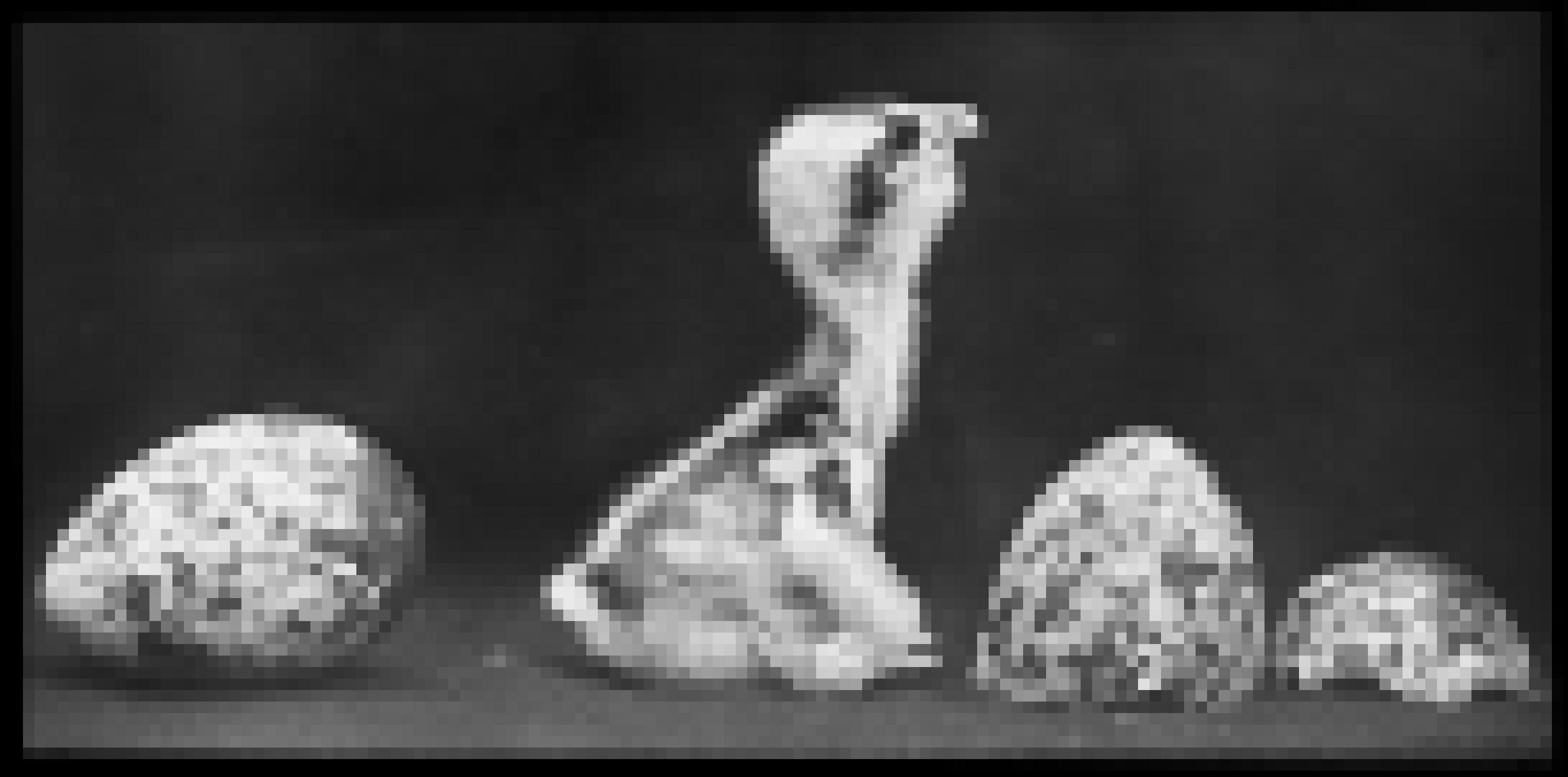 Das schwarz-weiß Foto zeigt ein geflecktes Ei neben einem frisch geschlüpften Vogelküken und Schalenresten.