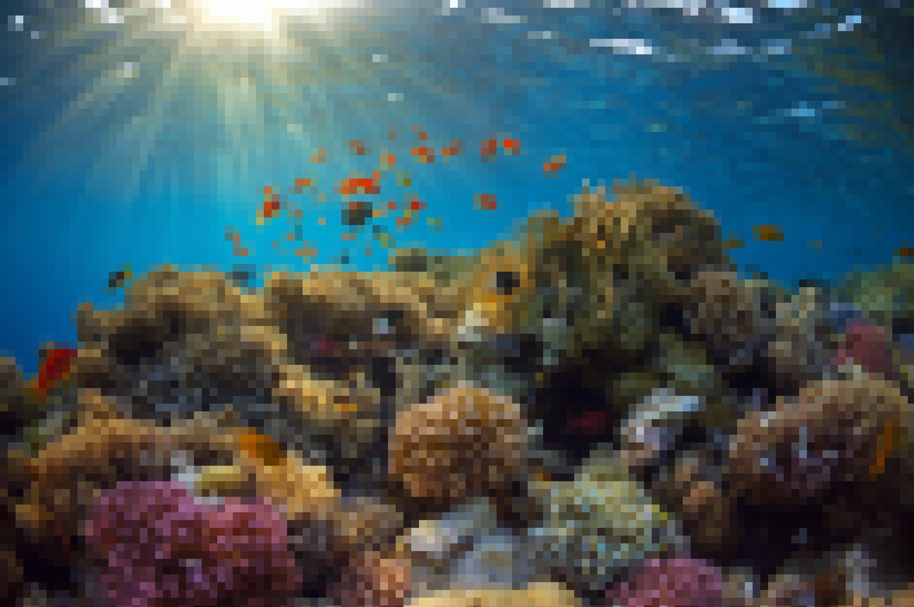 Ein artenreiches Korallenriff mit vielen bunten Fischen