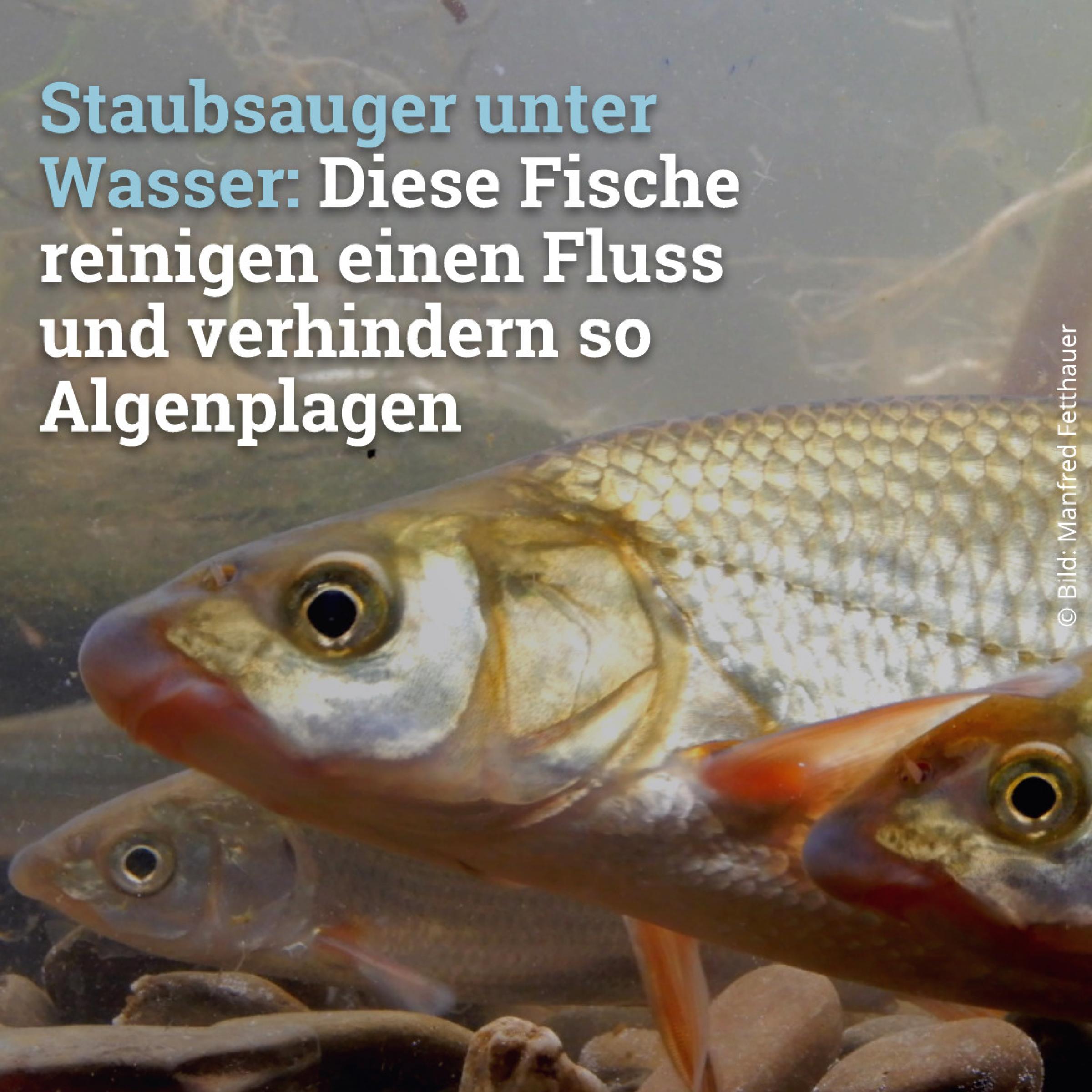 Staubsauger unter Wasser: Diese Fische reinigen einen Fluss  und verhindern so  Algenplagen