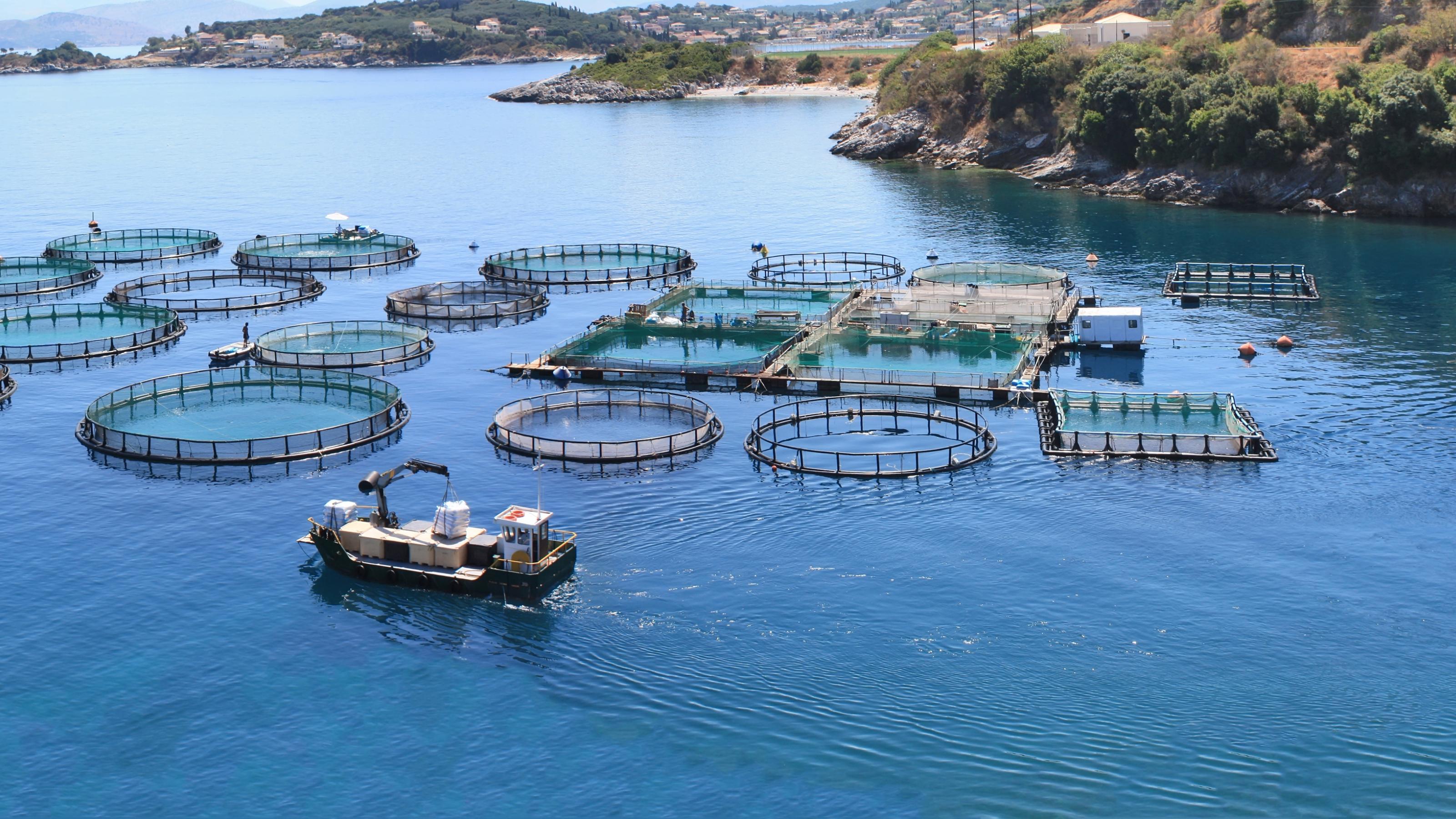 Große Fischfarmen und Aquakulturen wie diese auf dem Foto schützen zwar die wildlebenden Bestände, aber sie sorgen auch für Umweltprobleme.