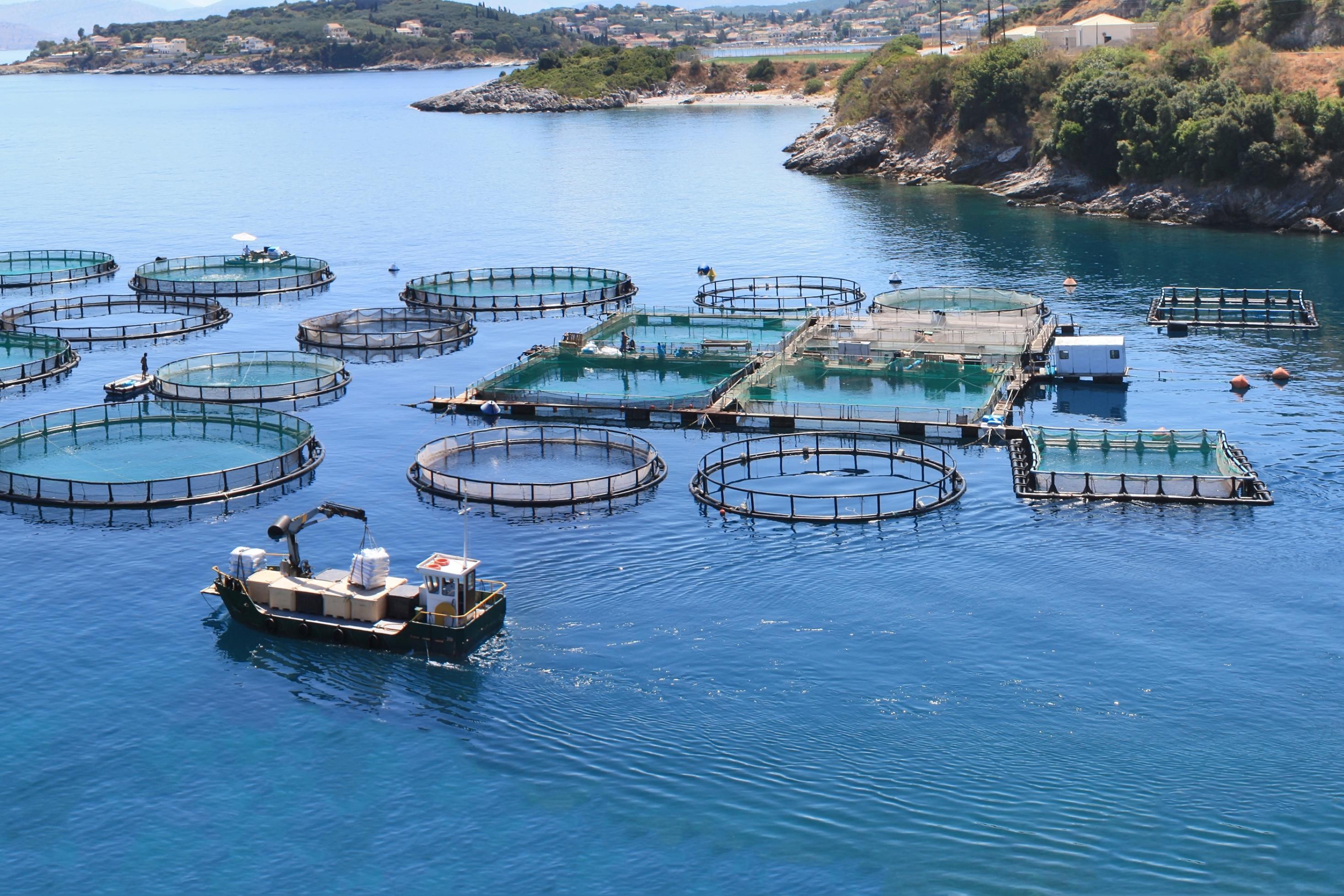 Große Fischfarmen und Aquakulturen wie diese auf dem Foto schützen zwar die wildlebenden Bestände, aber sie sorgen auch für Umweltprobleme.