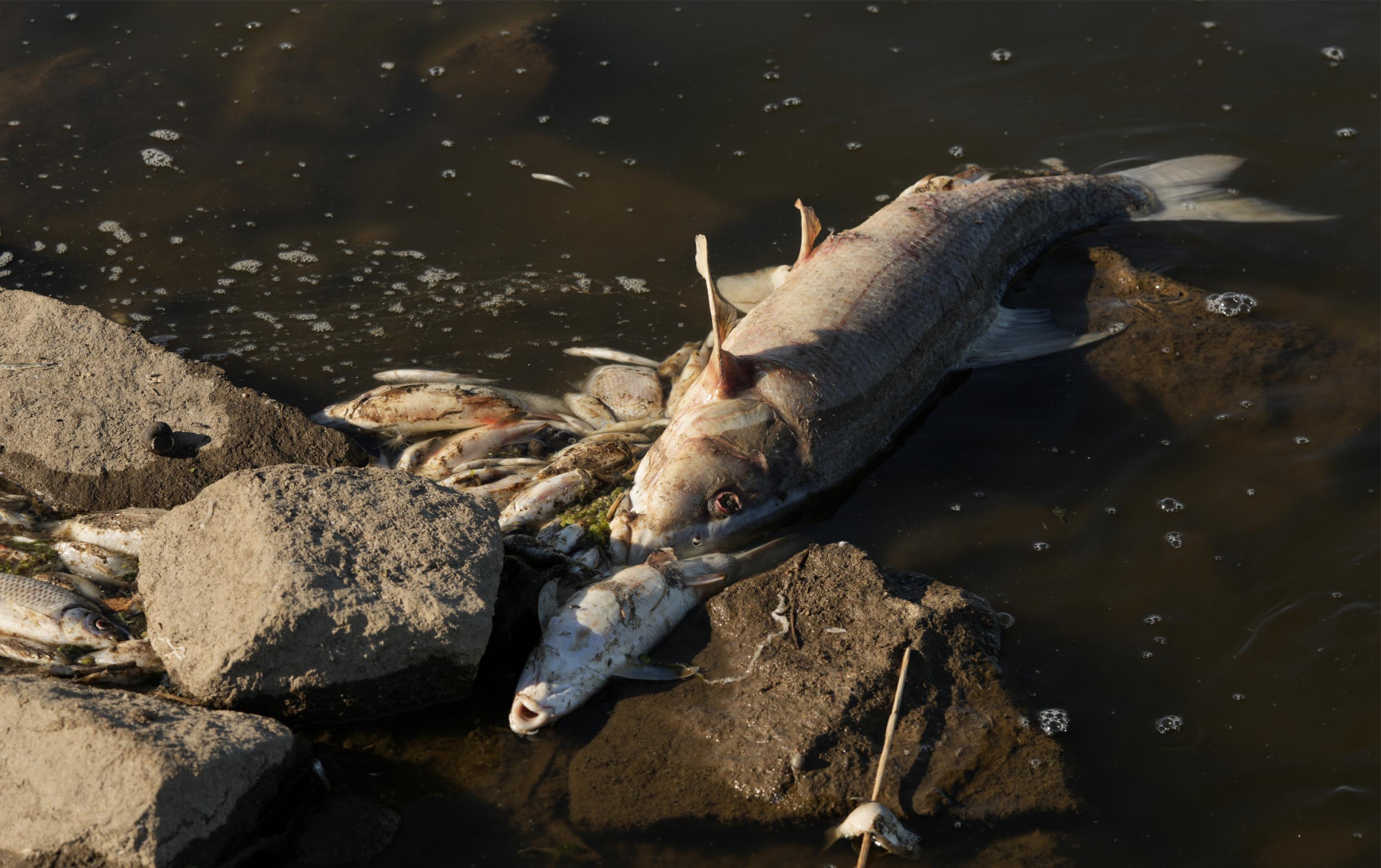 Eine Gruppe toter Fische am Spülsaum