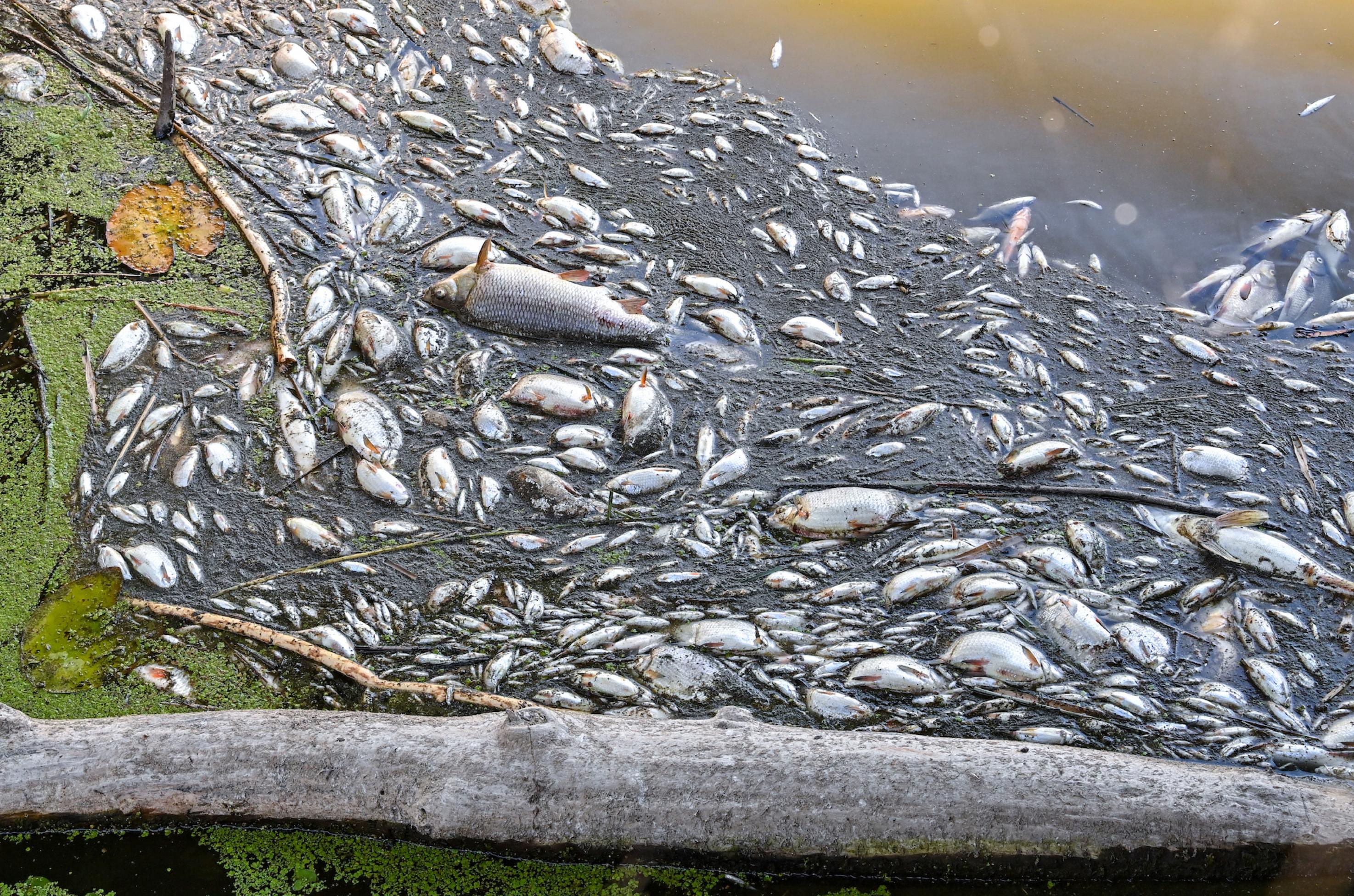 Viele tote Fische treiben im Wasser des deutsch-polnischen Grenzflusses Oder im Nationalpark Unteres Odertal nördlich der Stadt Schwedt. Am selben Tag informierte sich Brandenburgs Umweltminister Vogel (Bündnis 90/Die Grünen) bei einem Vor-Ort-Besuch über die Lage am Fluss Oder. Das Fischsterben in der Oder ist nach Angaben der polnischen Umweltschutzbehörde wahrscheinlich von einer Wasserverschmutzung durch die Industrie ausgelöst worden.