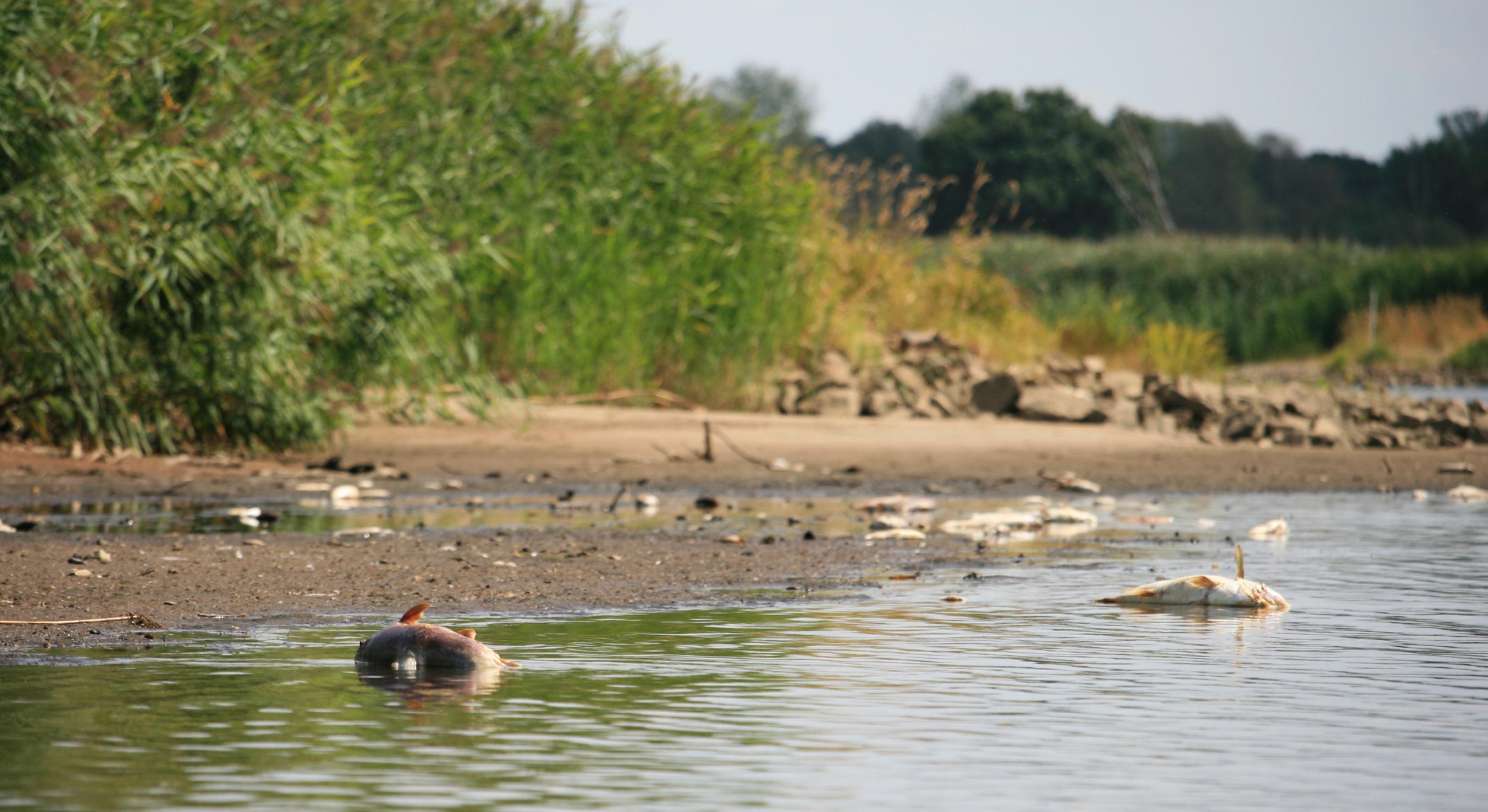 Tote Fische im flachen Wasser