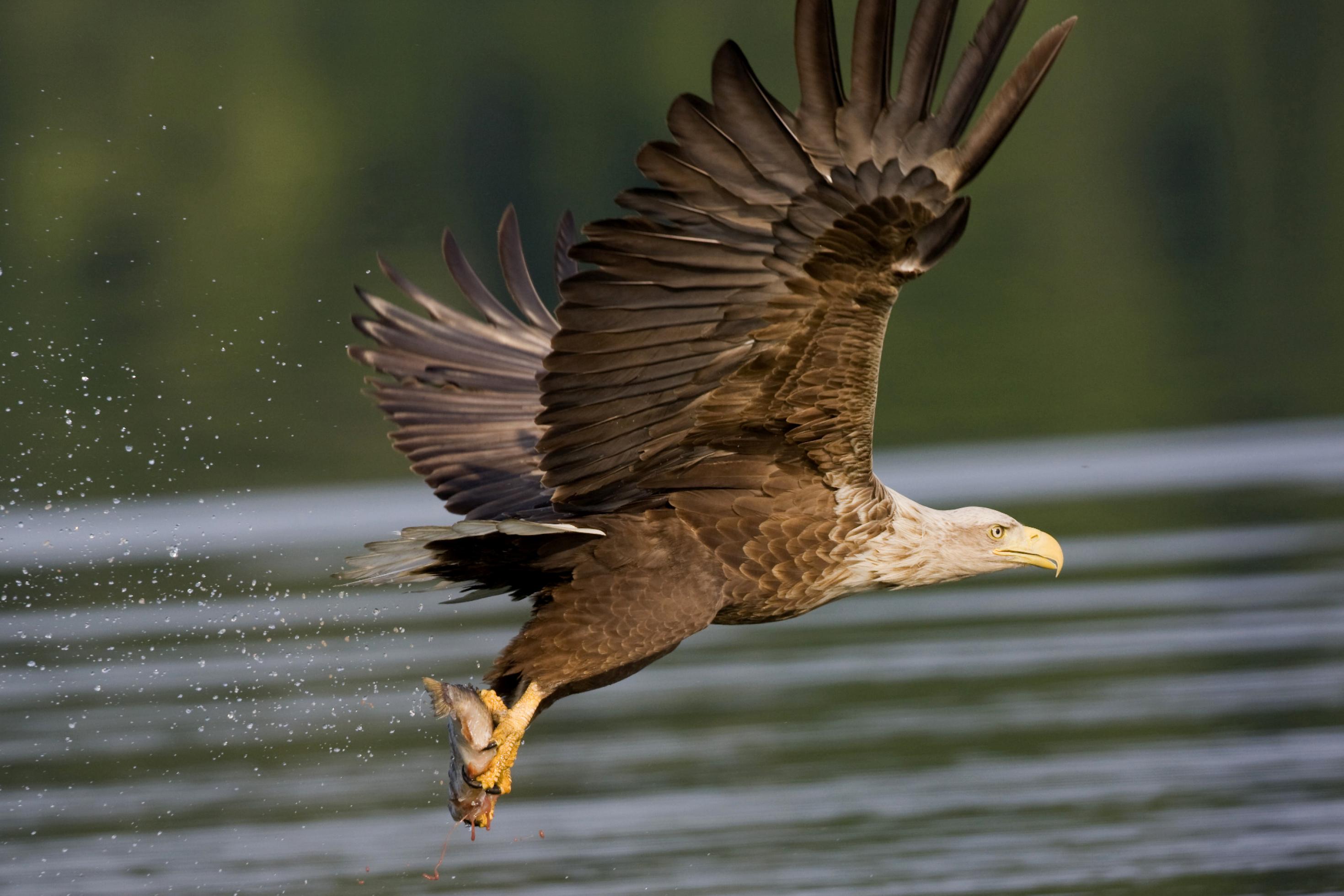 Ein Seeadler mit einem erbeuteten Fisch fliegt dicht über die Wasseroberfläche