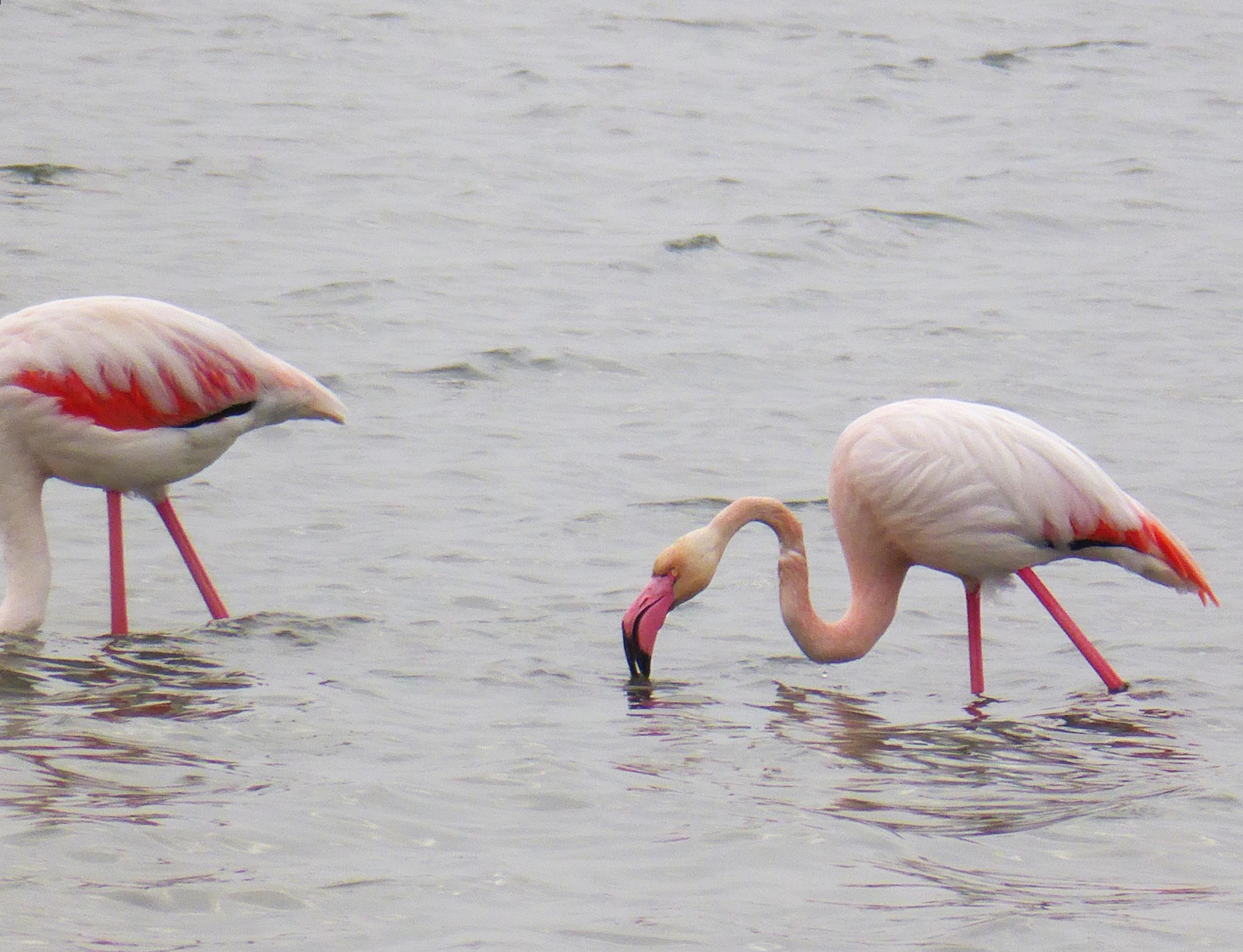 im Wasser stehender und nach Nahrung suchender Flamingo.