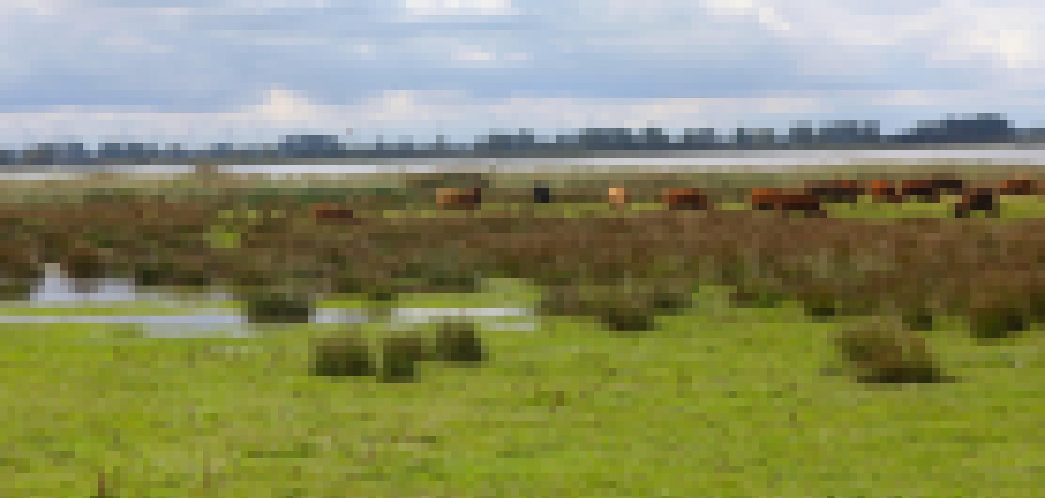 Rinder auf einer überschwemmten Weide
