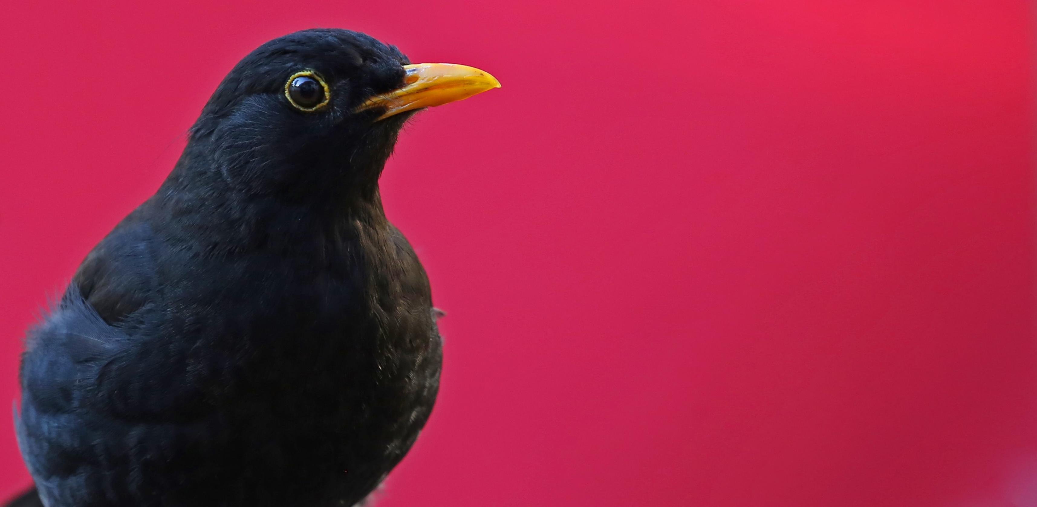 Nahaufnahme einer Amsel. Sie sitzt vor rotem Hintergrund.