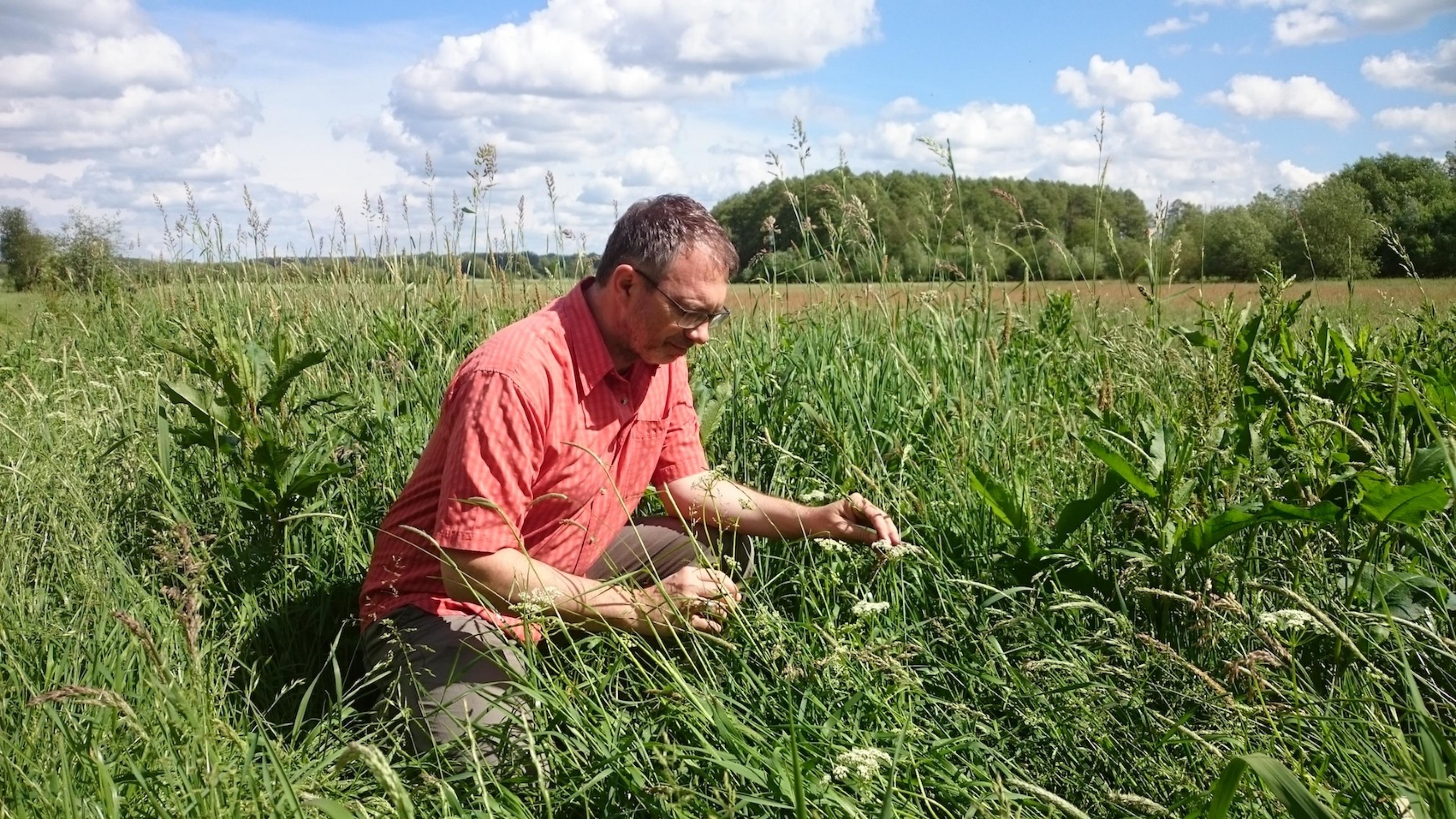 Der Biologe Jens Dauber kniet in einem Feld und schaut sich Gräser an.