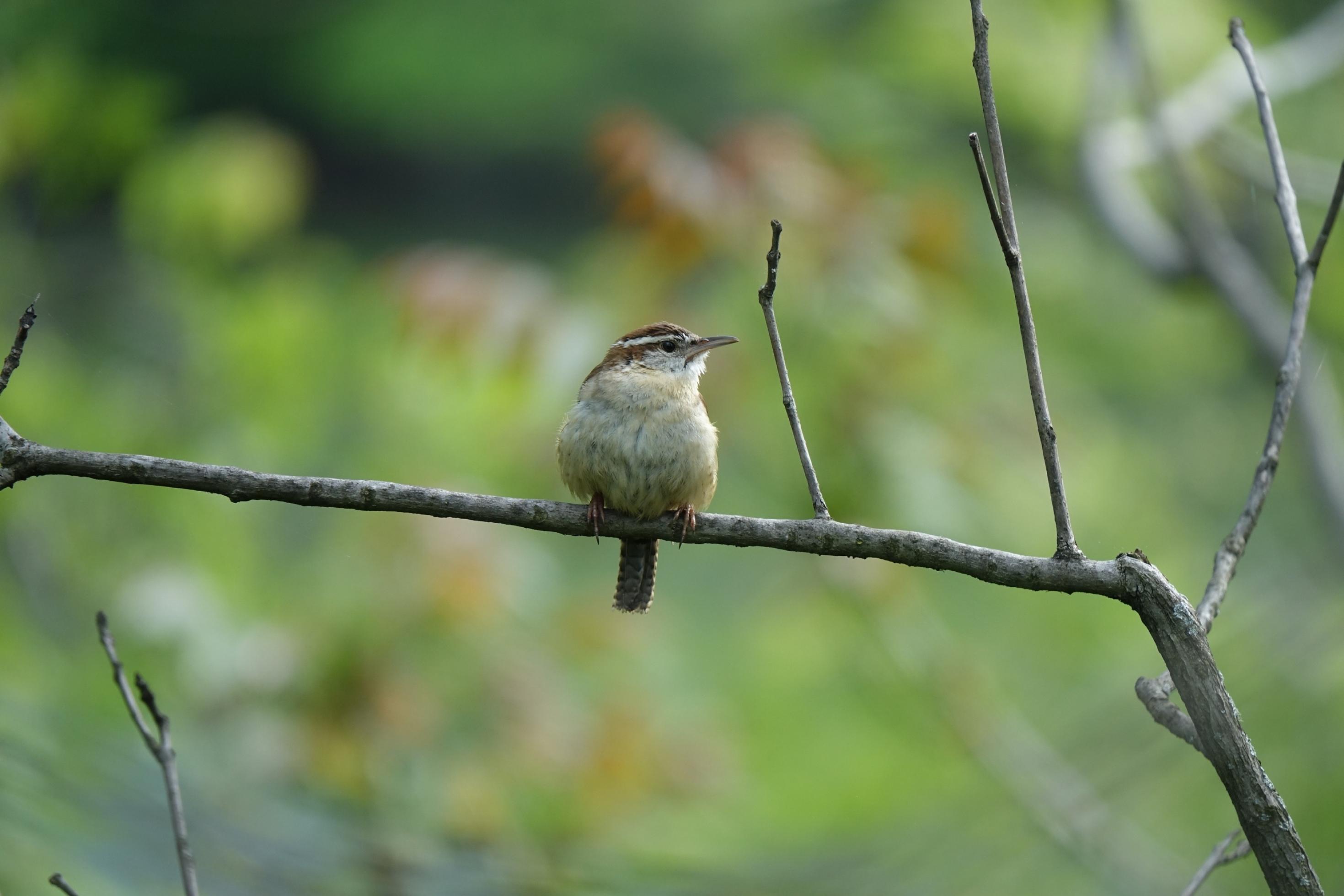 Der Carolinazaunkönig vor grünen Blättern.