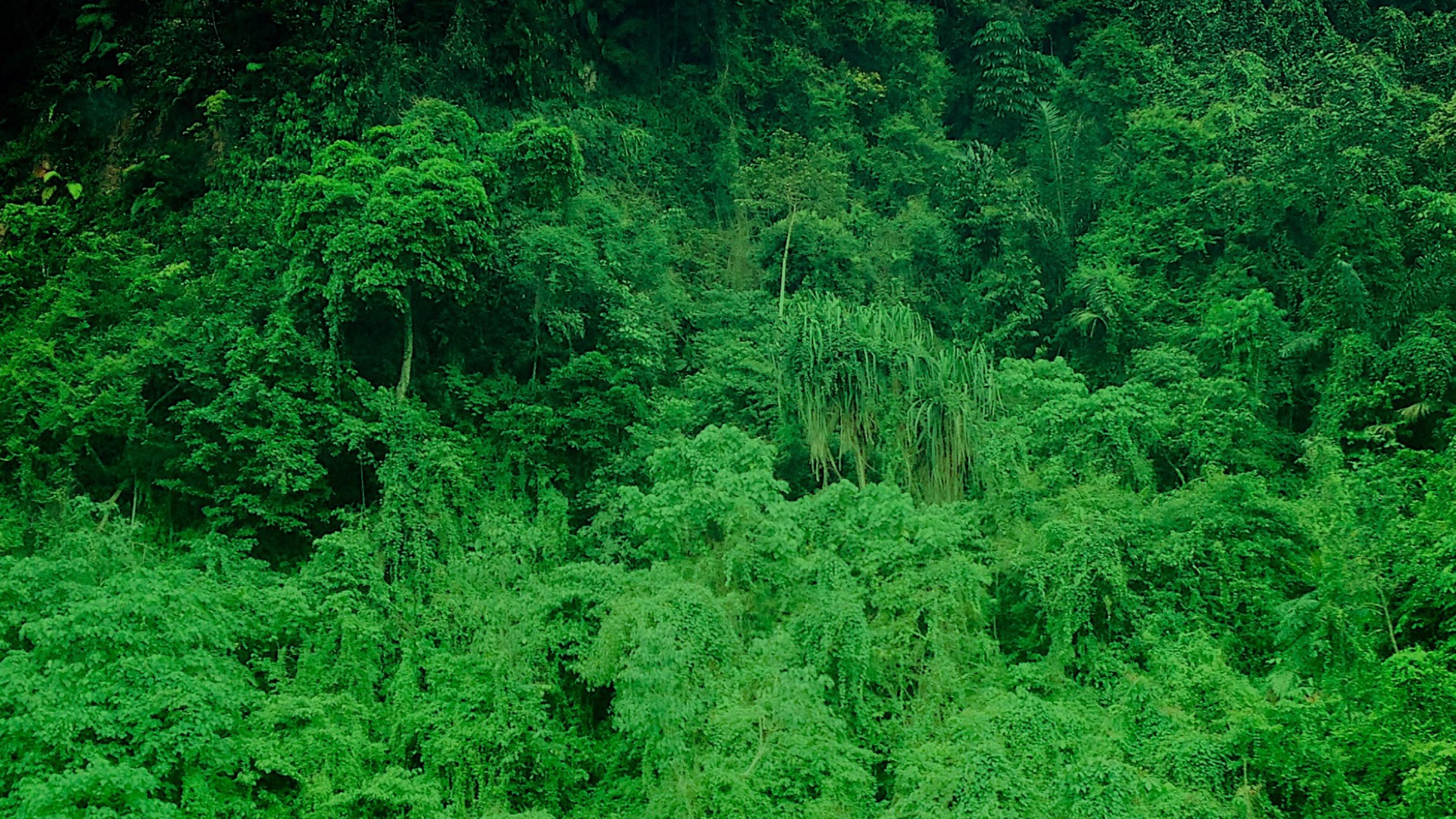 Baumkronen eines Regenwaldes.
