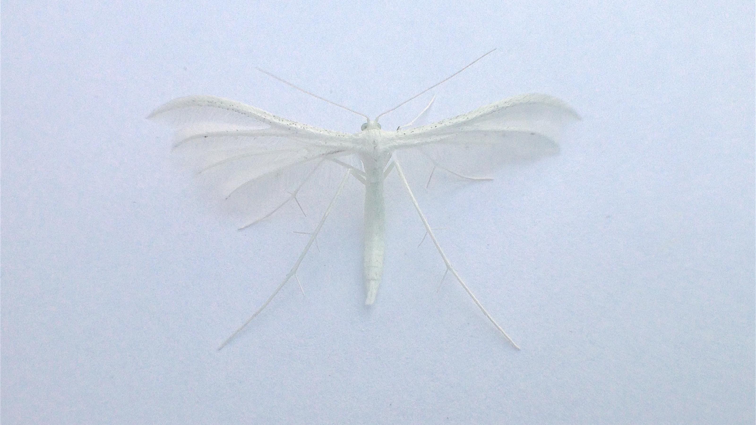 Ein weißes Insekt von oben