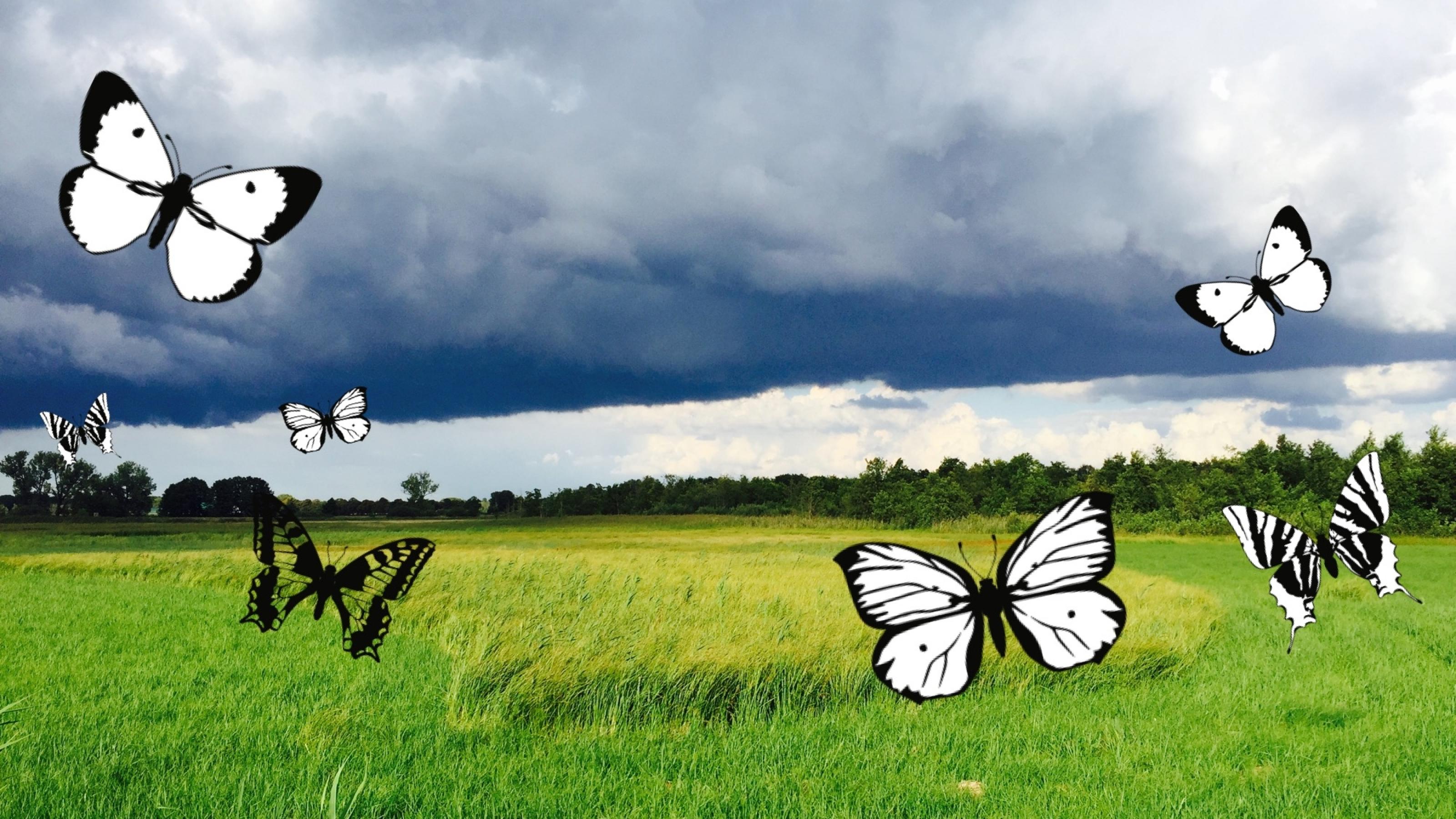 Verschiedene Schmetterlinge fliegen in dieser Fotomontage vor einer Wiese.
