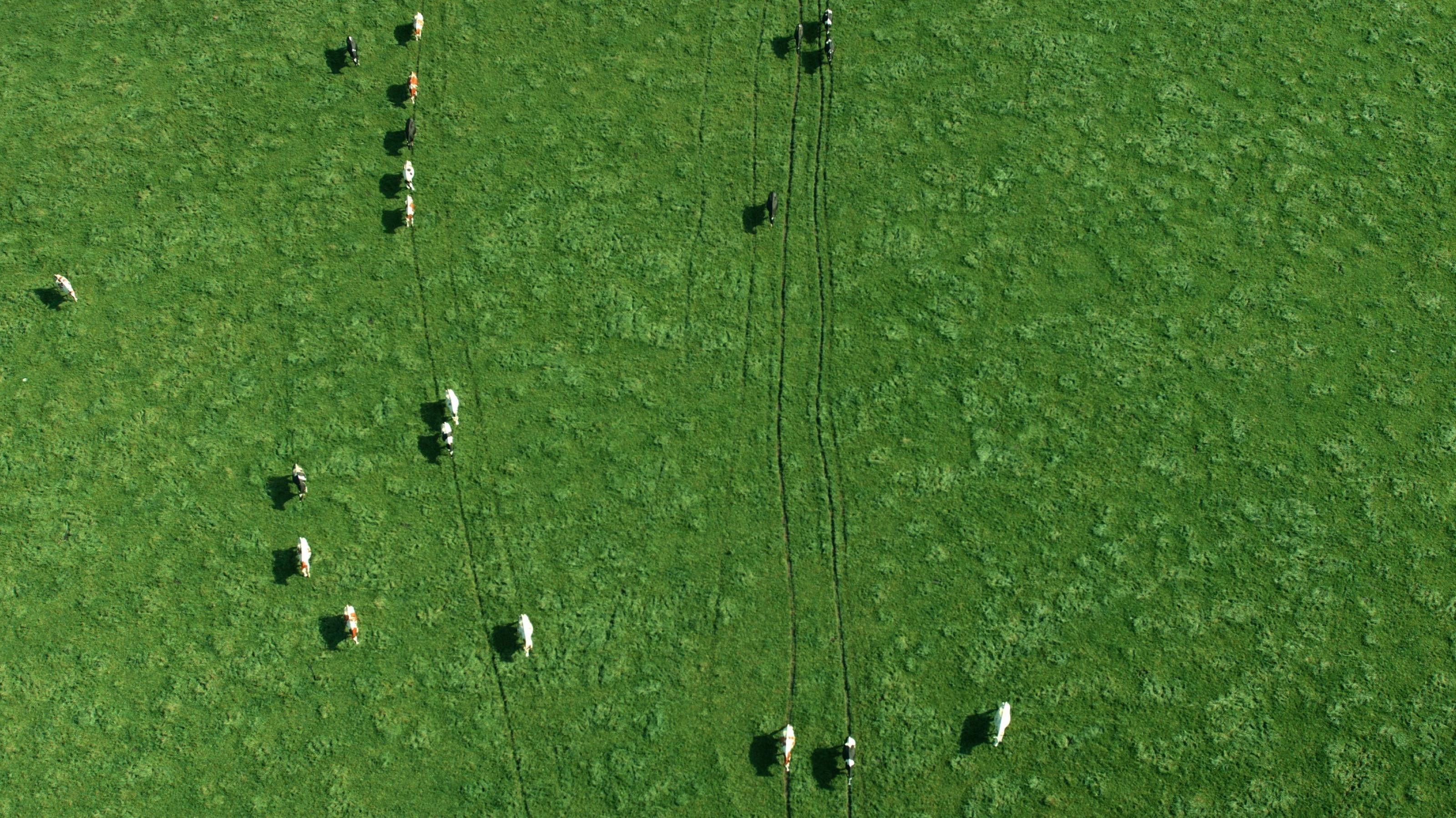 Luftaufnahme von Kühen auf einer Weide.