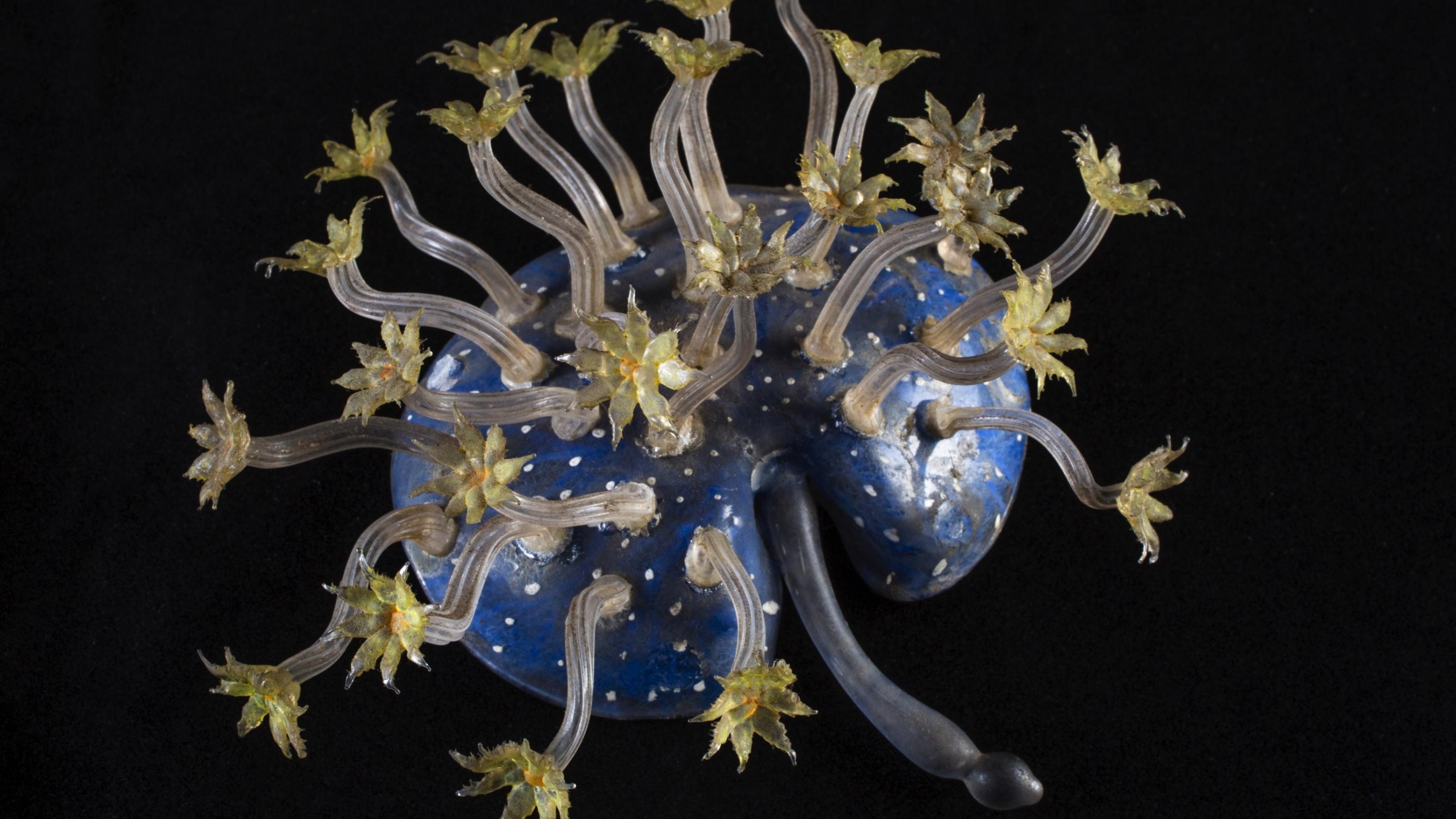 Ein Modell der Seefeder Renilla muelleri aus Glas.