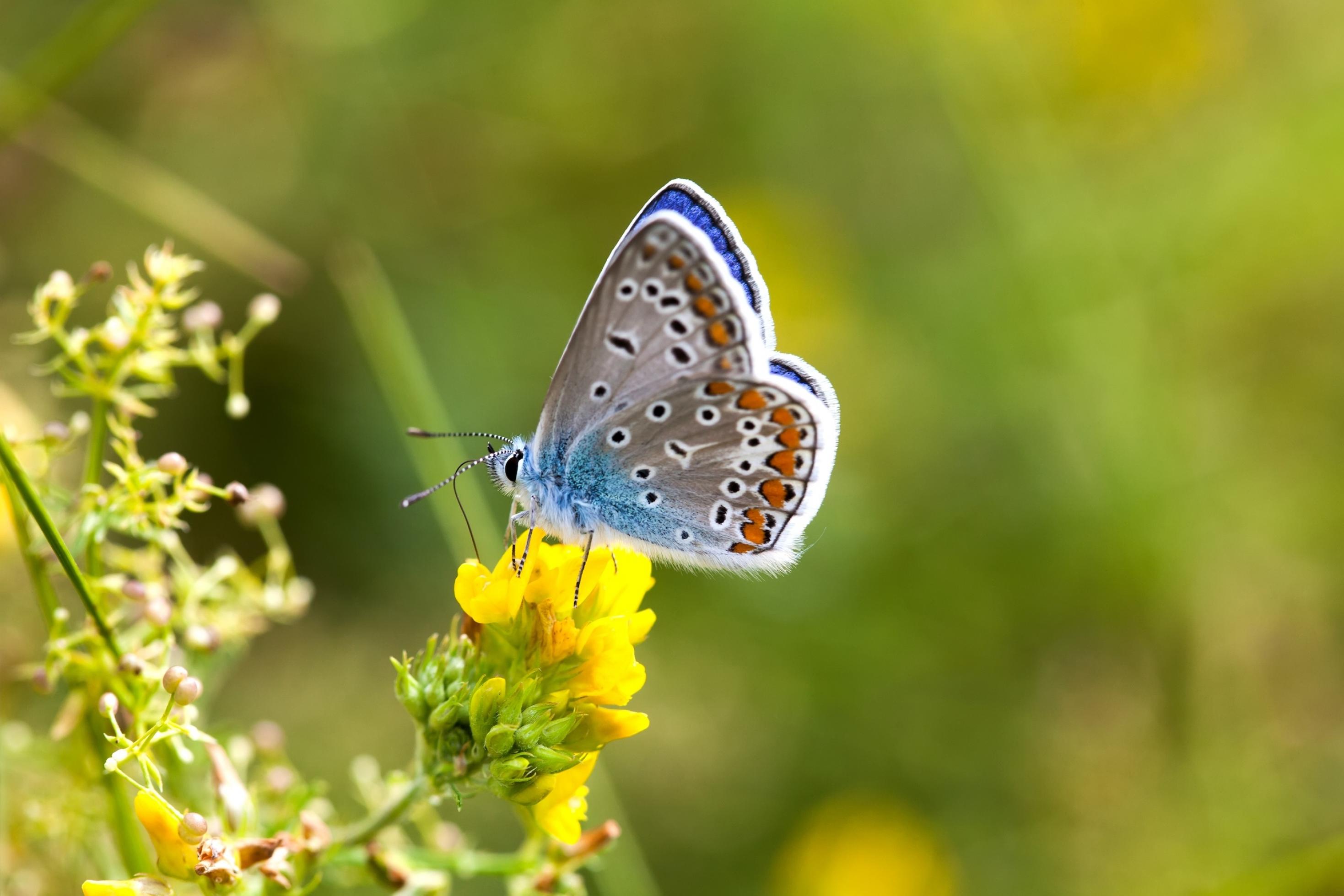 Ein Schmetterling (Hauhechel-Bläuling) sitzt auf einer Blume.