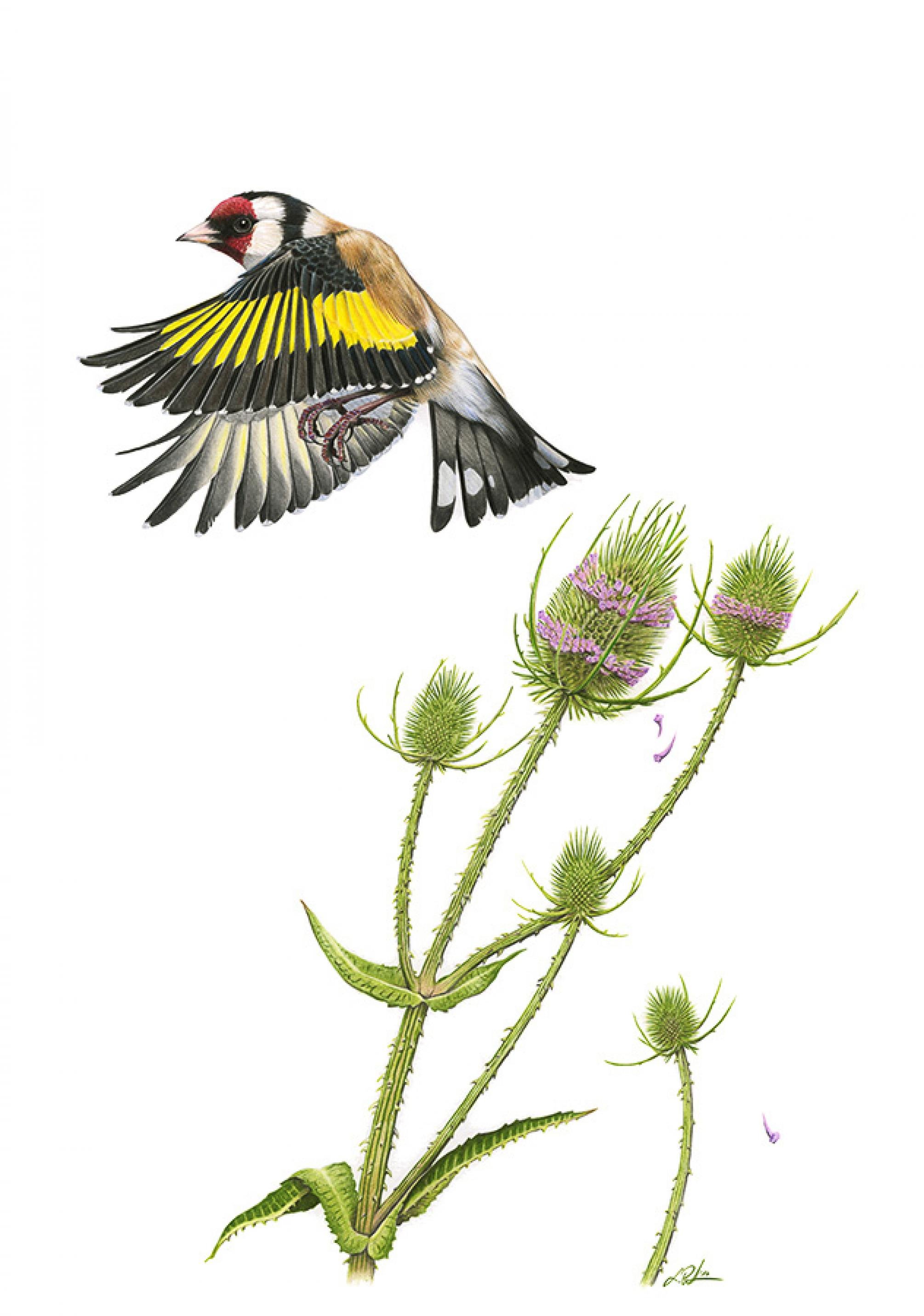 Ein kleiner Vogel mit rotem Gesicht und schwarz-gelben Flügeln hebt von einer Distel mit lavendelfarbenden Ringen um den Blütenkopf.