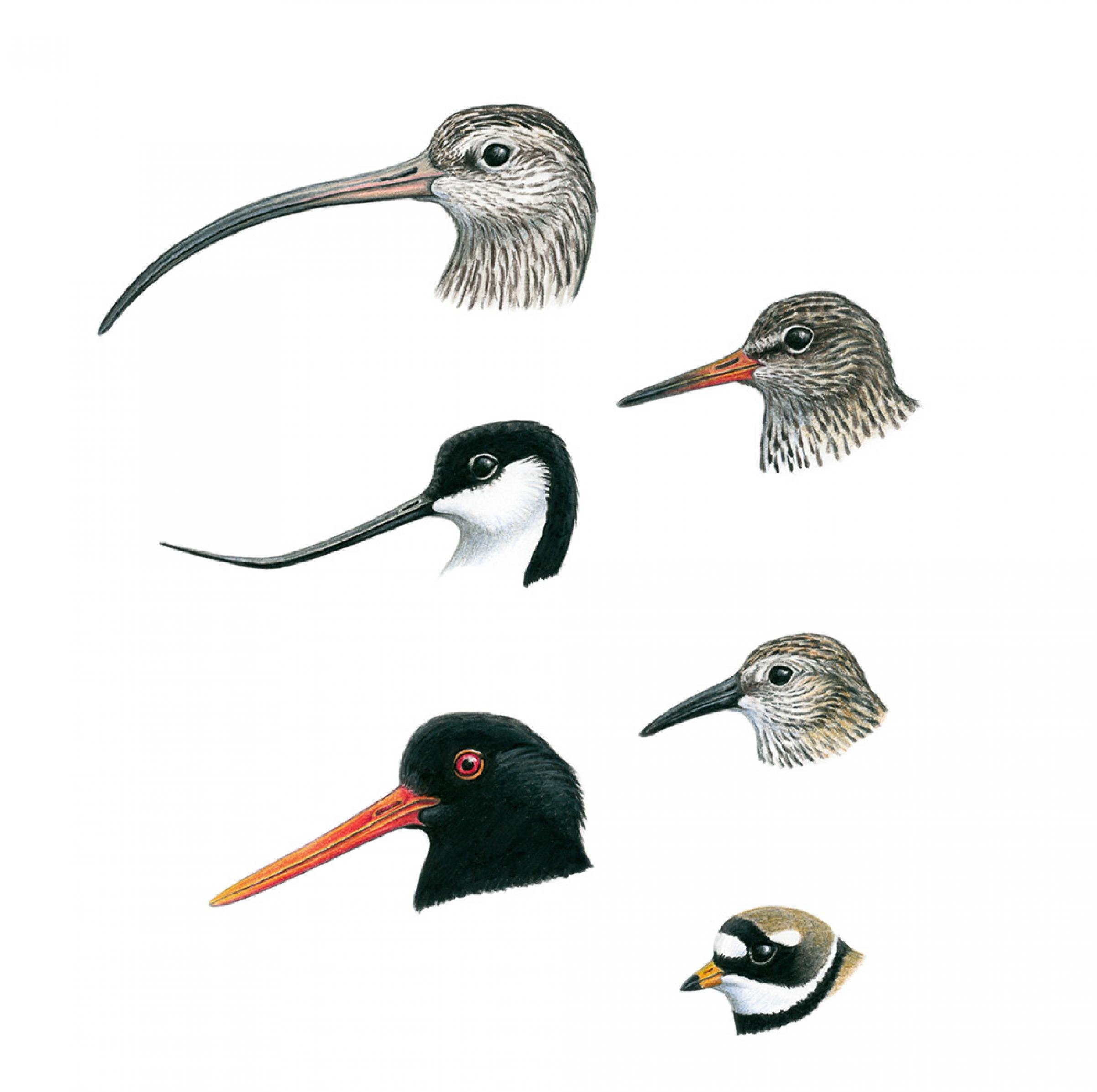 Eine Zeichnung von Köpfen verschiedener Vögel mit unterschiedlichen Schnabelformen.