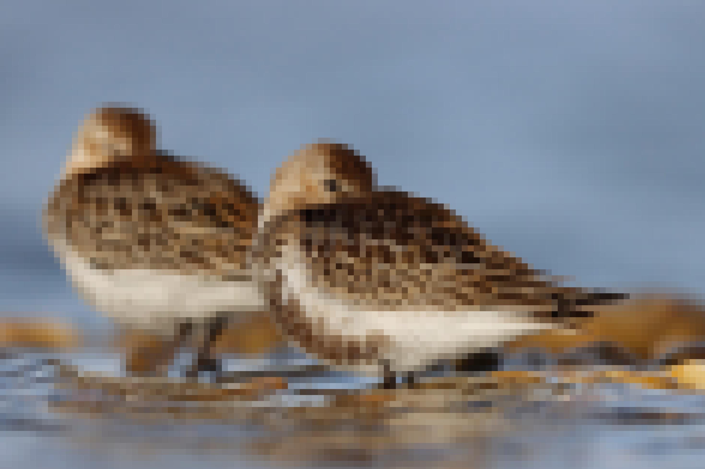 Zwei kleine, braune Vögel stehen in flachem Wasser. Beide putzen sich gerade mit dem Schnabel unter den Flügeln.