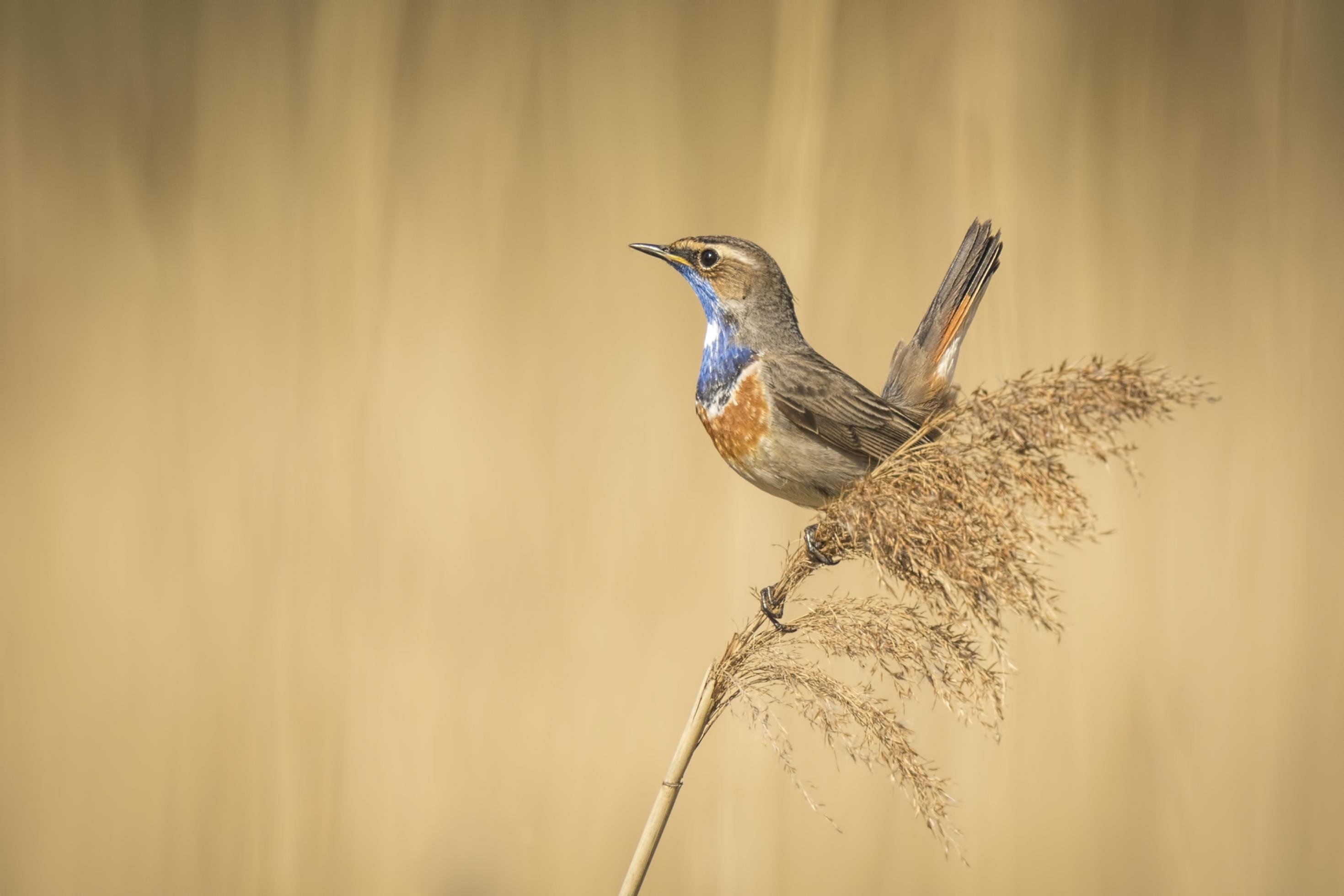 Ein Blaukehlchen sitzt auf einem trockenen Halm.