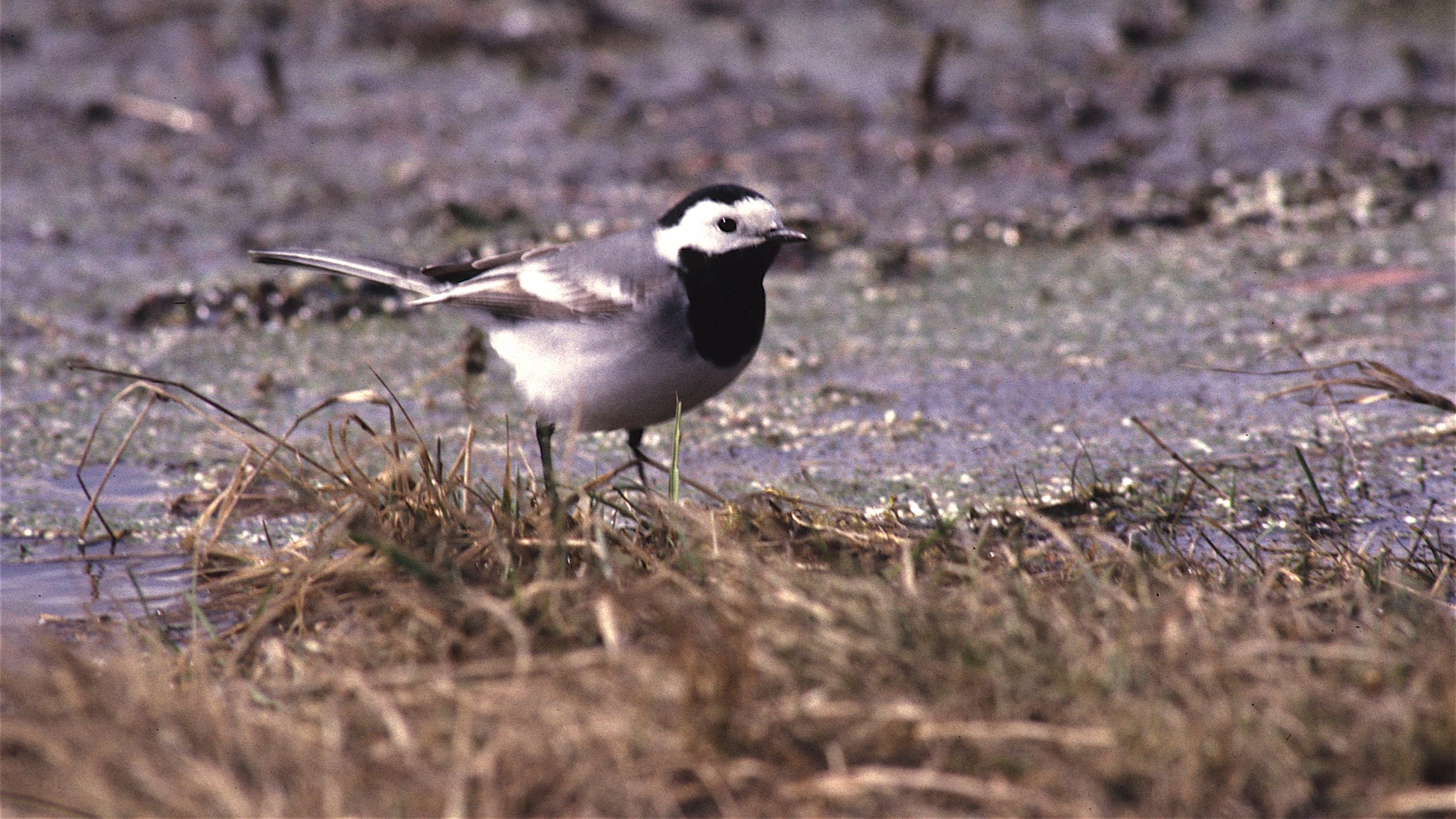 Eine Bachstelze – ein Singvogel mit schwarz-weißem Gefieder – steht neben einem Fluss im Gras.