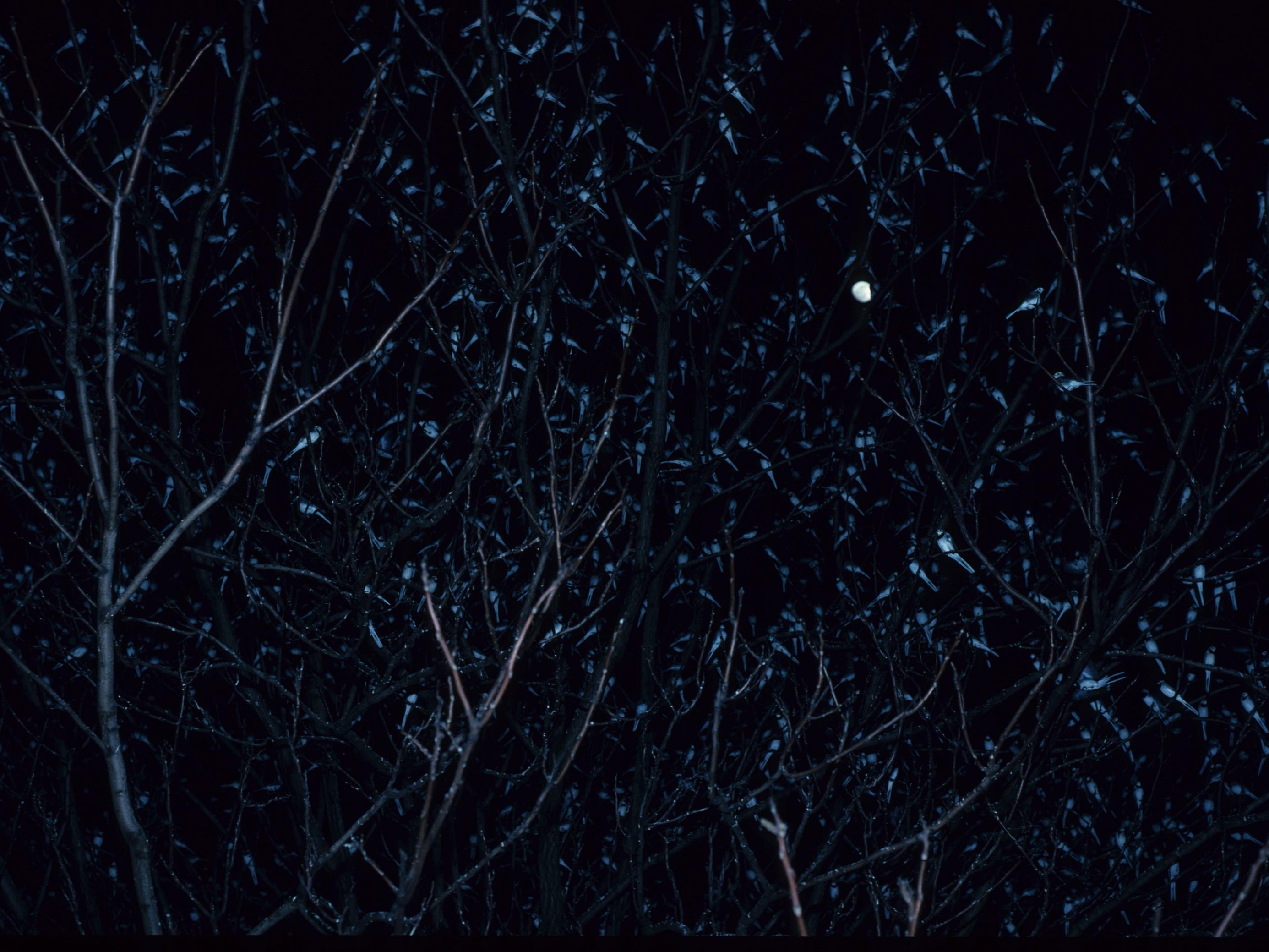 Das Bild zeigt einen Baum in finsterer Nacht, in dem als kleine Punkte Bachstelzen zu sehen sind, die sich nachts in diesem Baum sammeln.