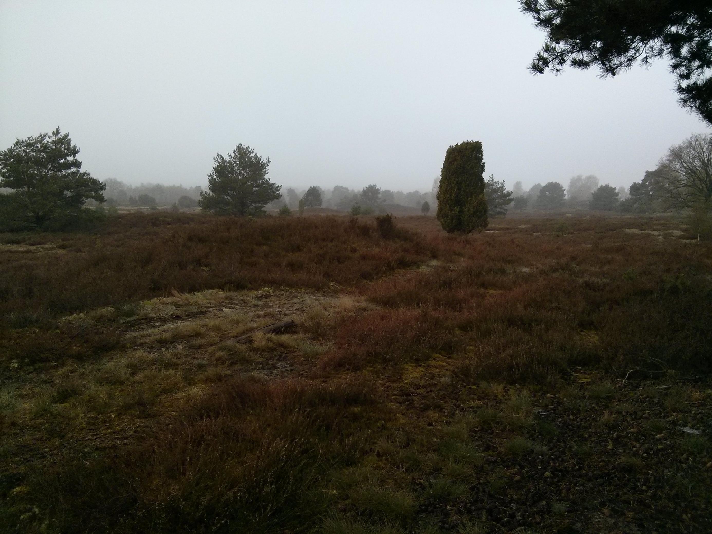 Aufnahme der Lüneburger Heide im Dämmerlicht