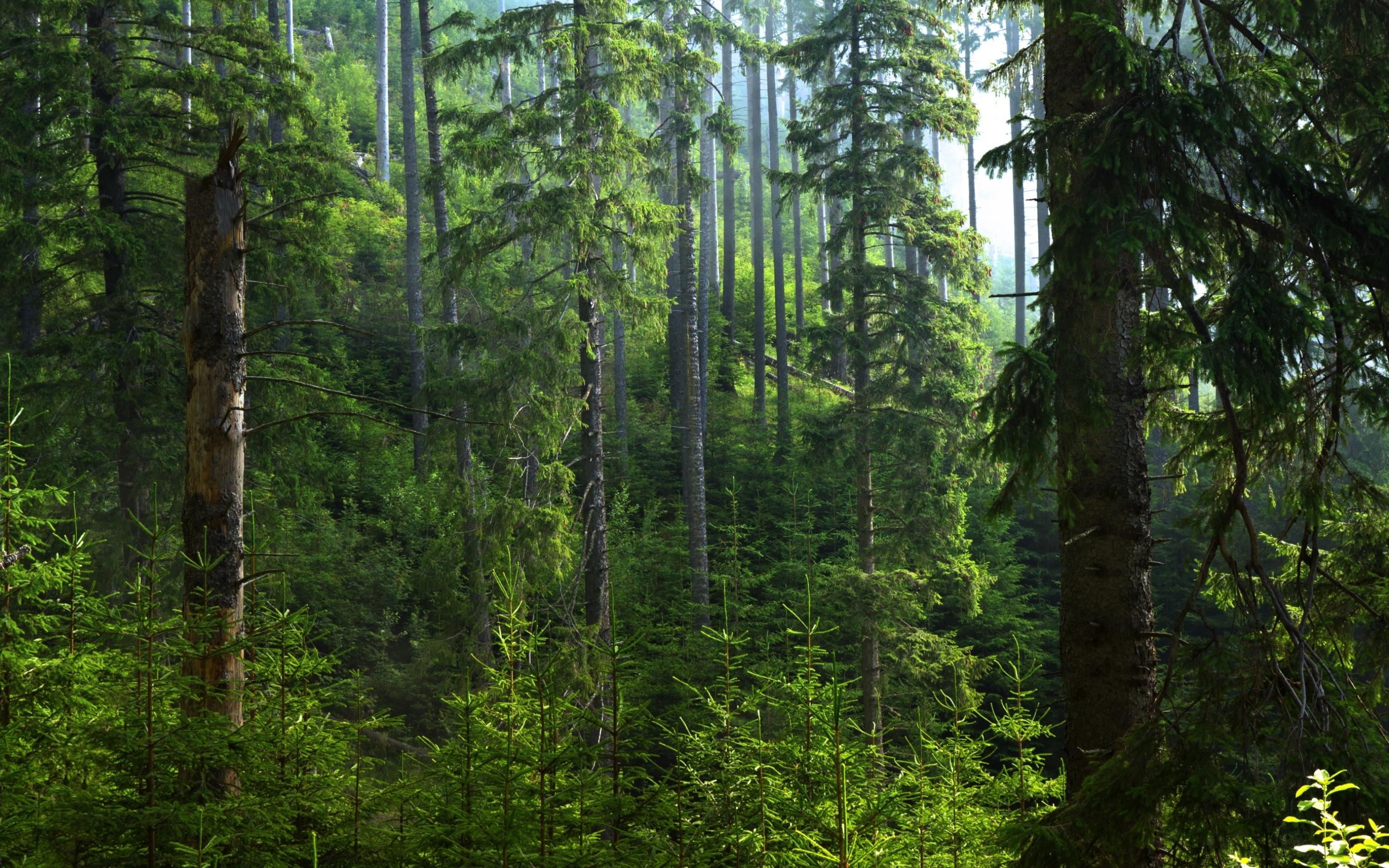 Aufnahme aus einem Nadelwald mit teils hohen Bäumen.