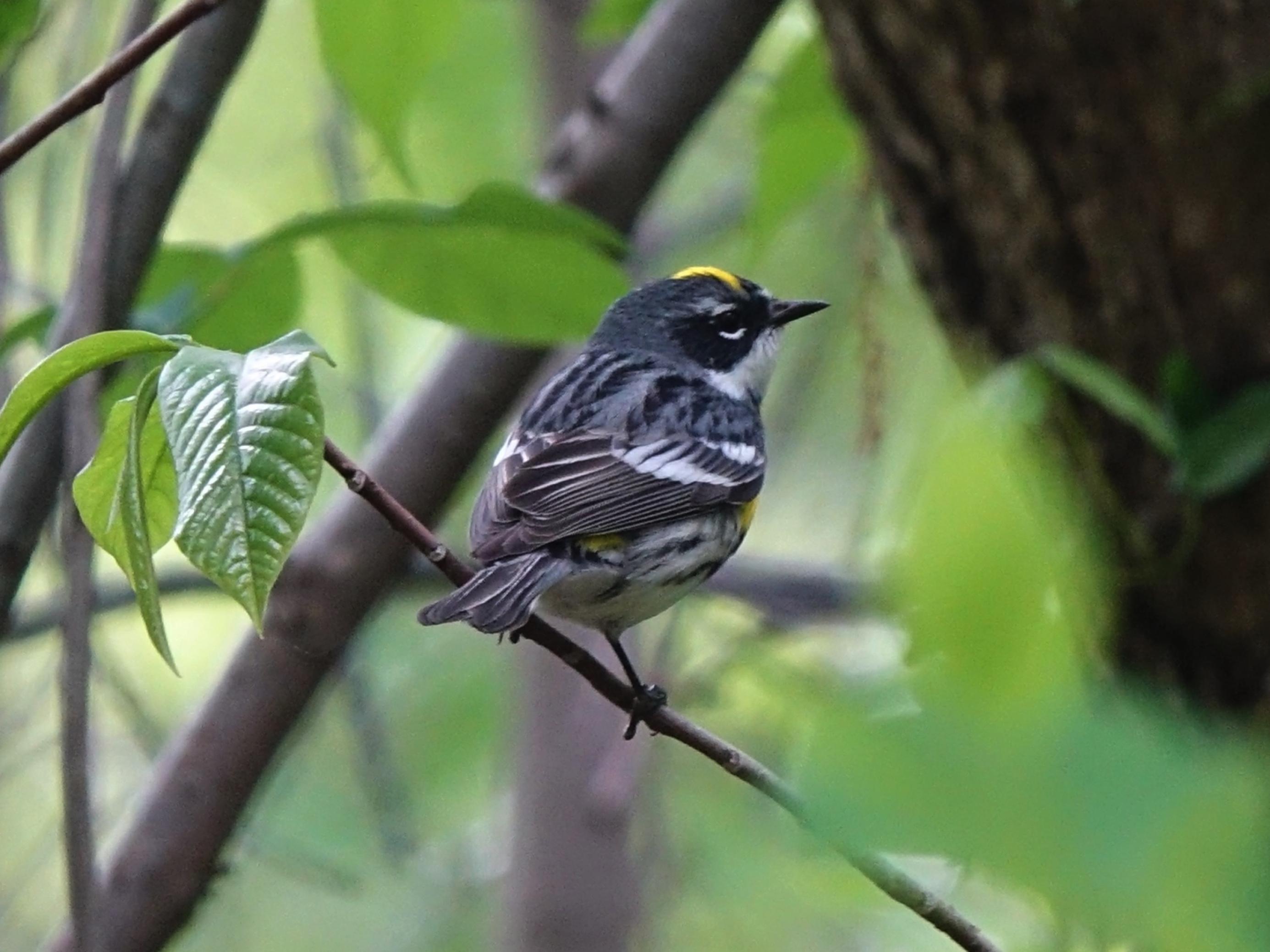 Der Kronwaldsänger (Dendroica coronata) im Unterholz.