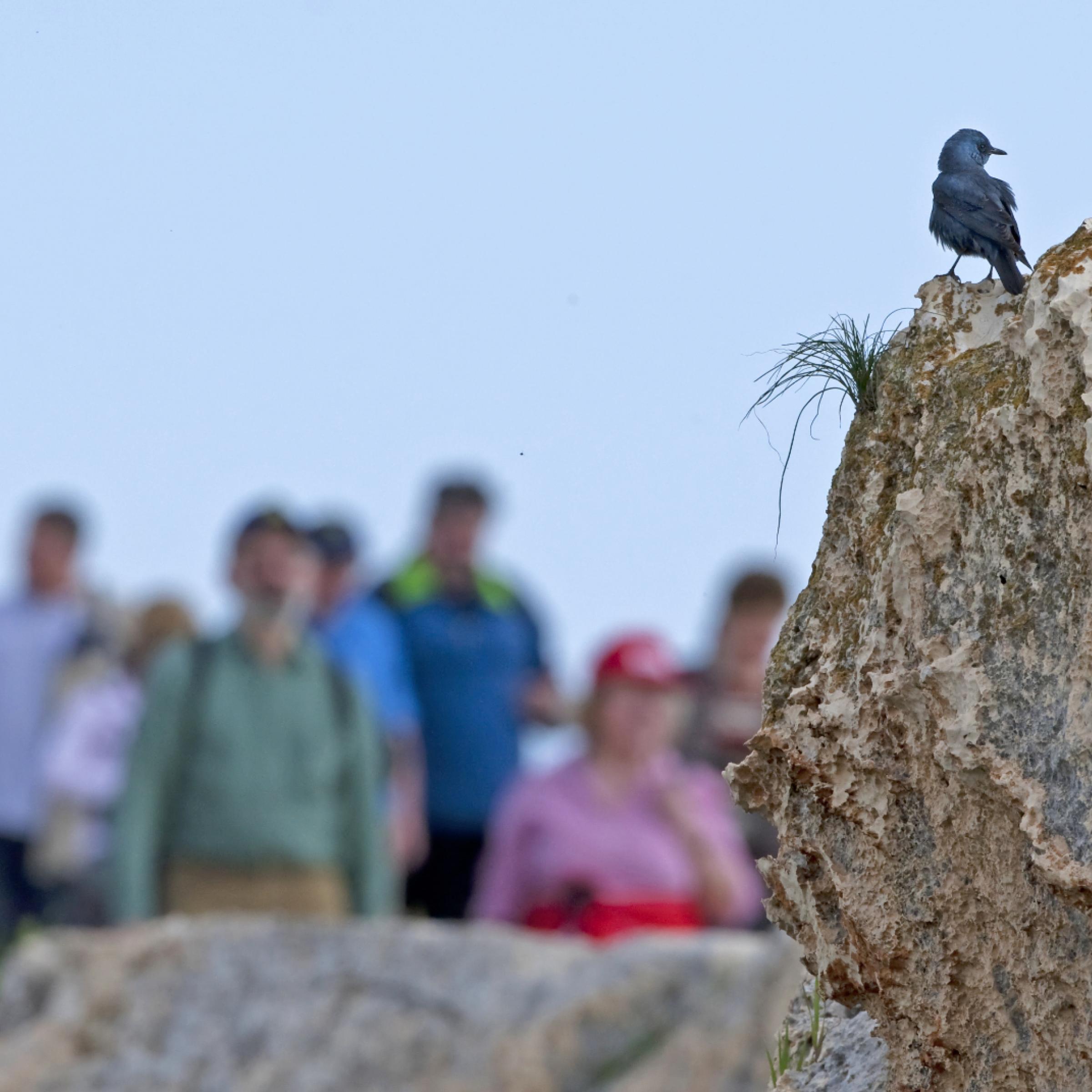 Ein blauer Vogel sitzt auf einem Stein und wird von vielen Menschen angeschaut