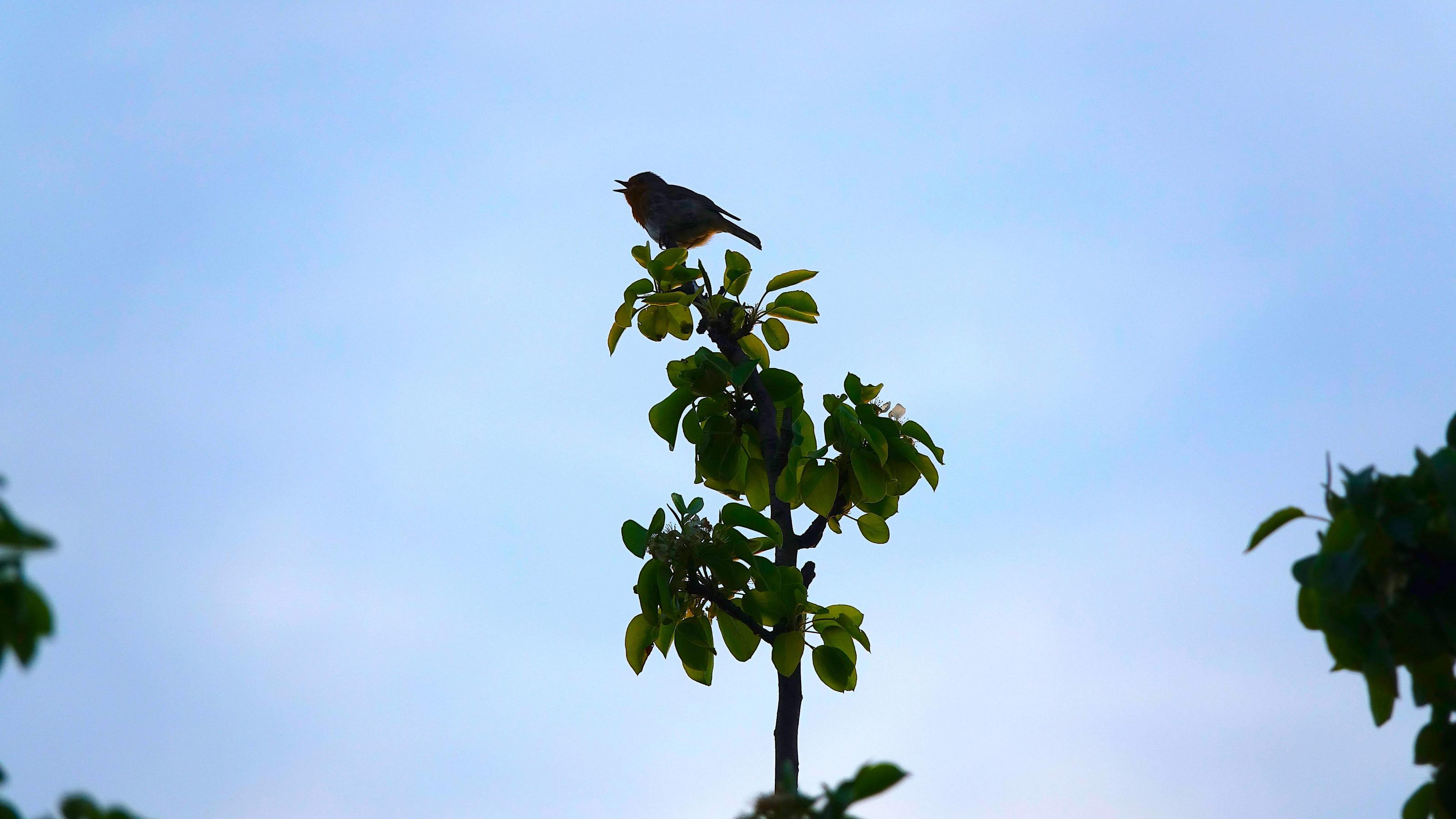 Ein kleiner Vogel sitzt auf der Spitze eines jungen Baumes.