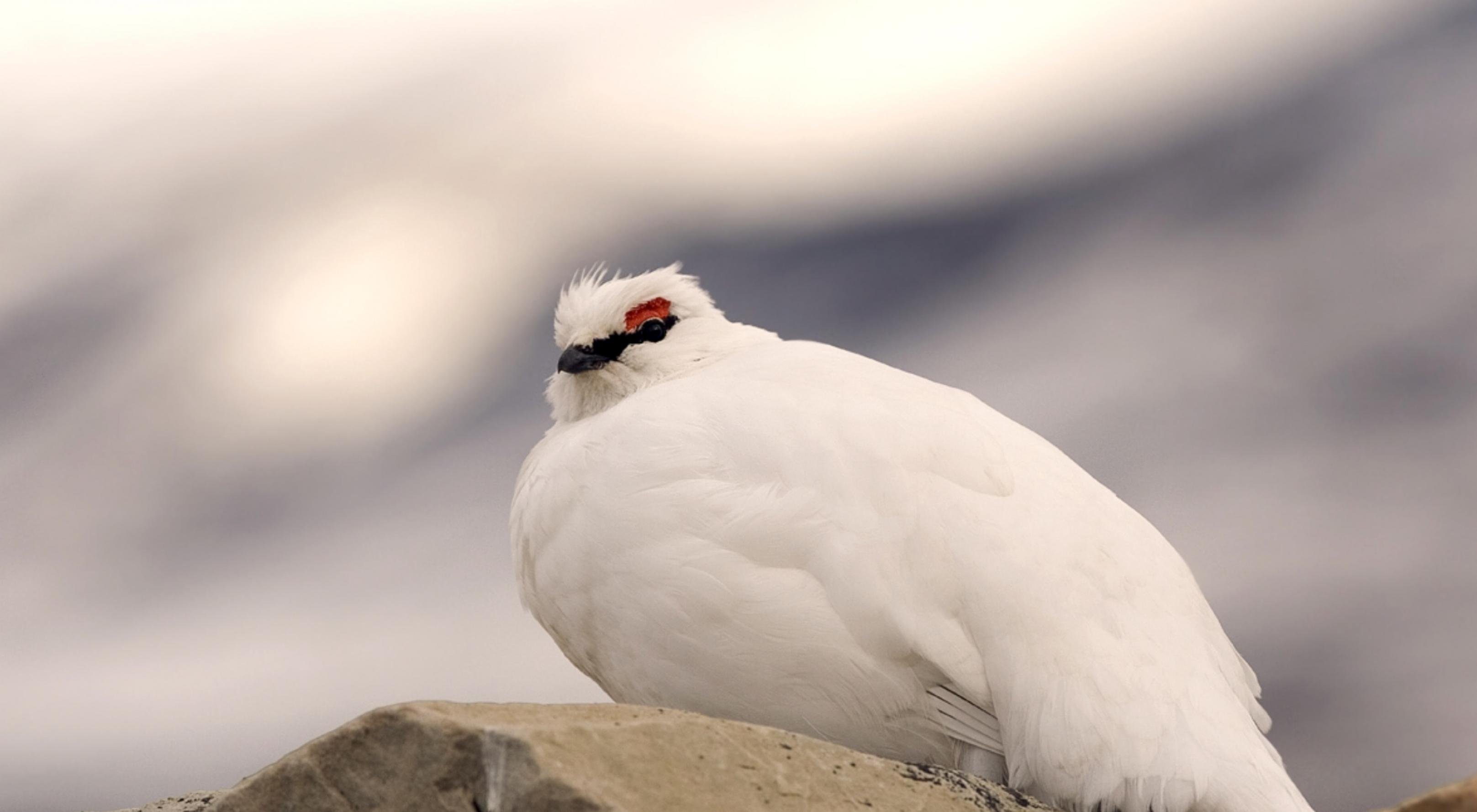 Ein komplett weißes Alpenschneehuhn sitzt auf einem Stein. Der Himmel im Hintergrund ist bewölkt