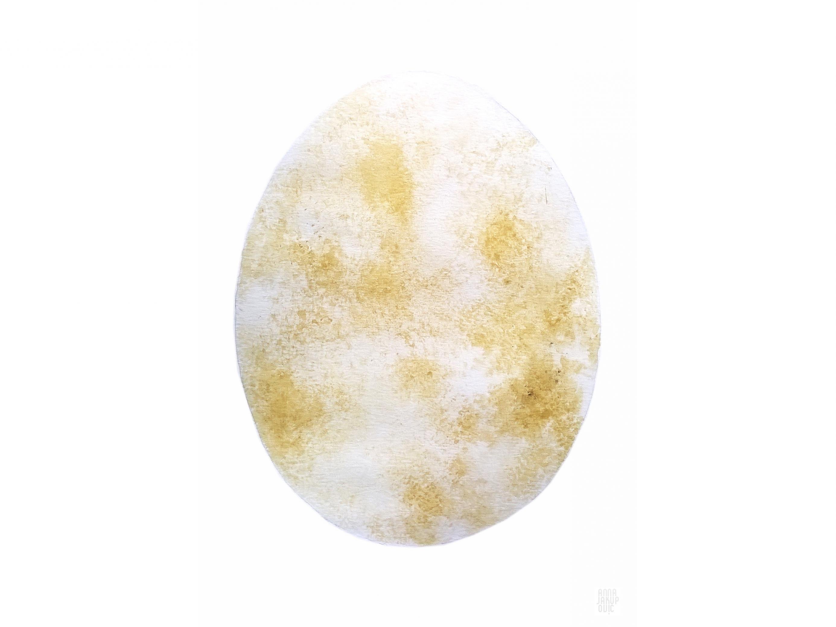 Die Zeichnung von Anna Jakupovic zeigt ein weißes Ei mit braunen Stellen. Es gehört zum Bartgeier.