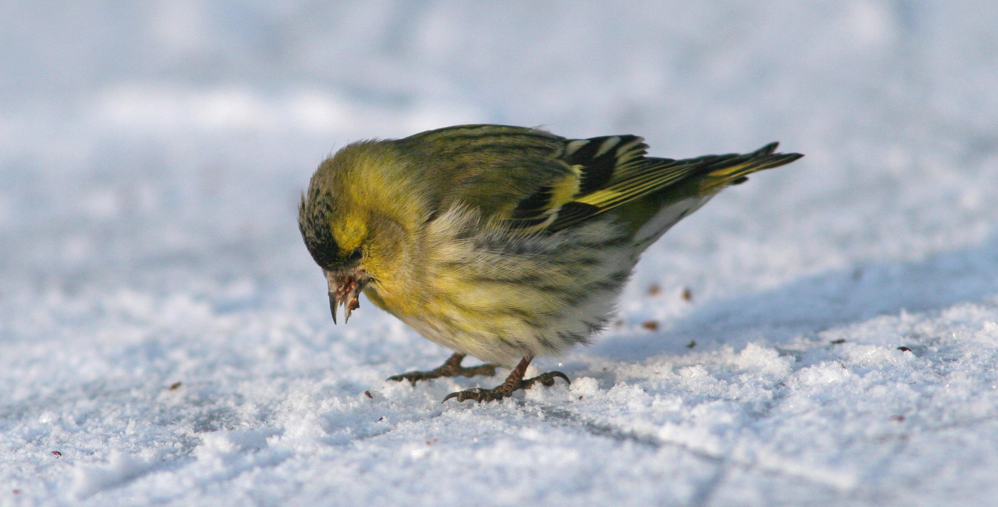 Ein Erlenzeisig steht auf Schnee.