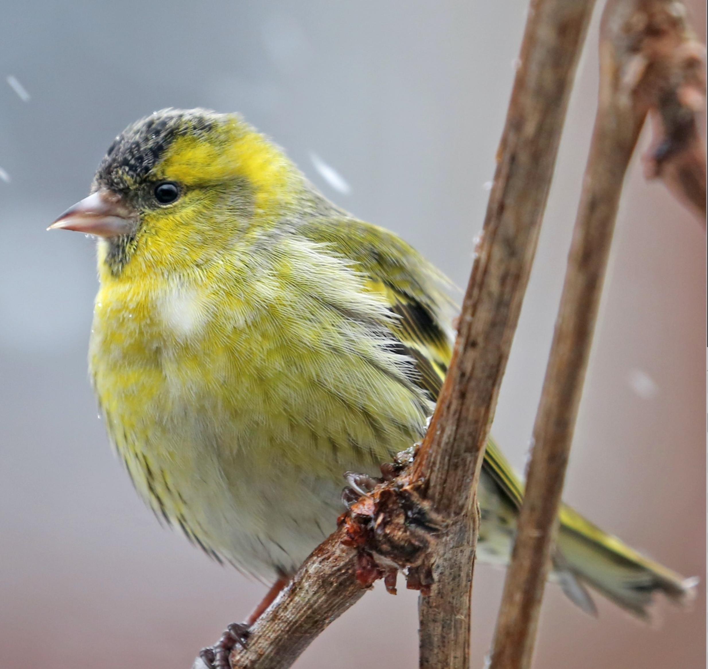 Ein Erlenzeisig (Carduelis spinus) sitzt auf einem Ast.