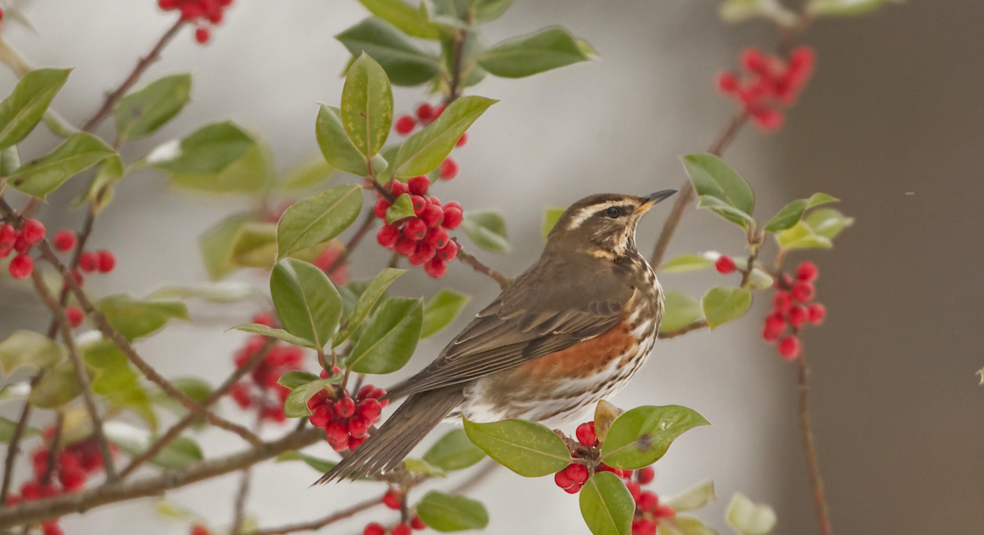 Eine Rotdrossel (Turdus iliacus) sitzt in einem Baum mit kleinen roten Beeren.