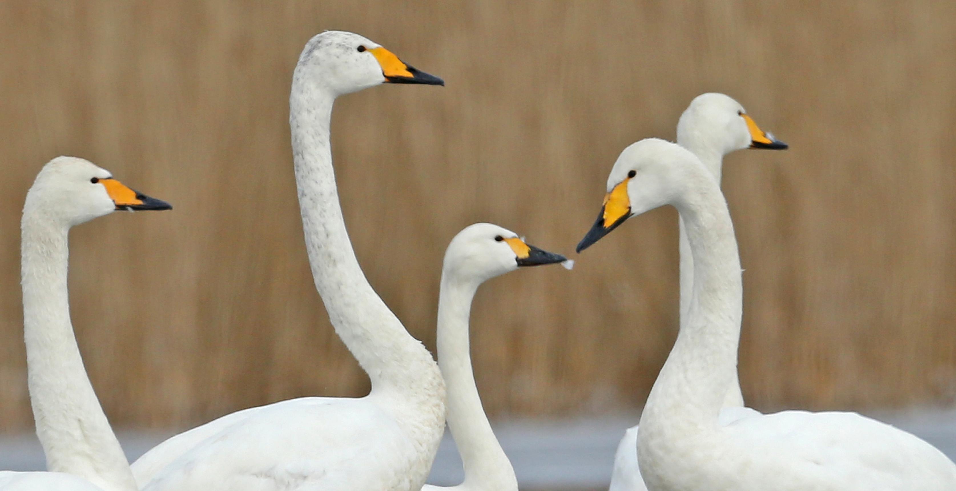 Ein Zwergschwan in der Mitte von vier Singschwänen.