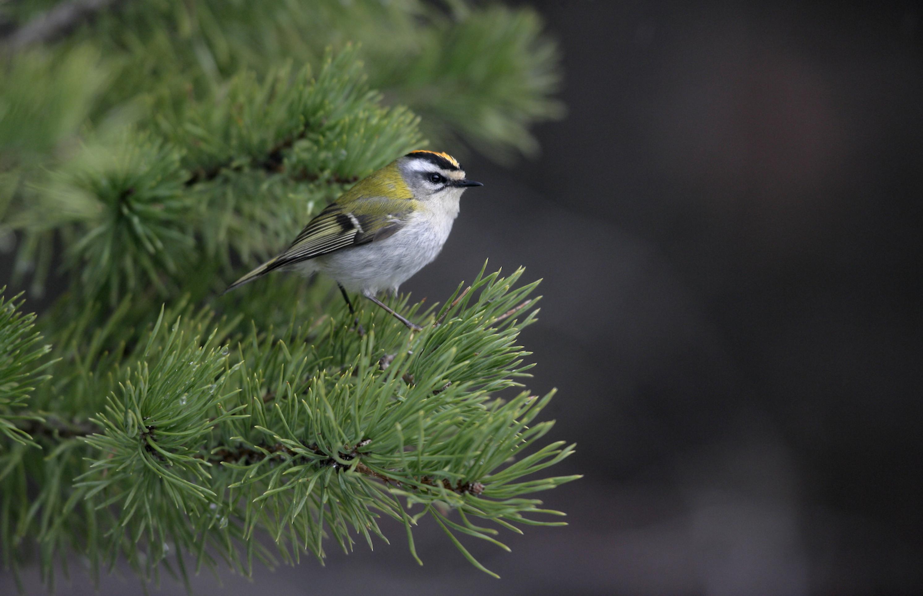 Ein Sommergoldhähnchen (Regulus ignicapillus) sitzt auf einem Tannenzweig