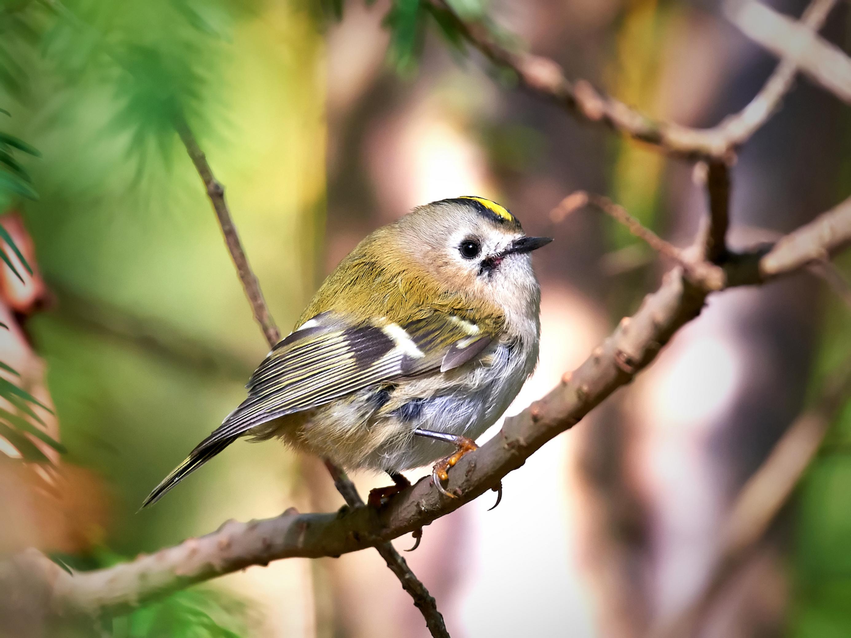 Ein Wintergoldhähnchen (Regulus regulus) sitzt auf einem Ast.